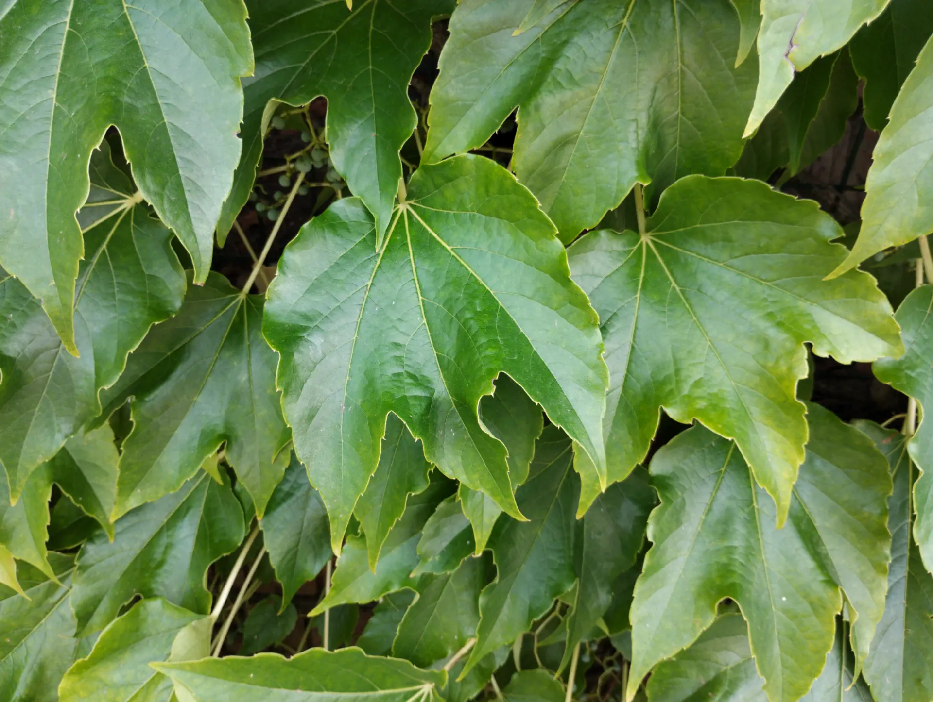 img/parthenocissus-tricuspidata-4.webp