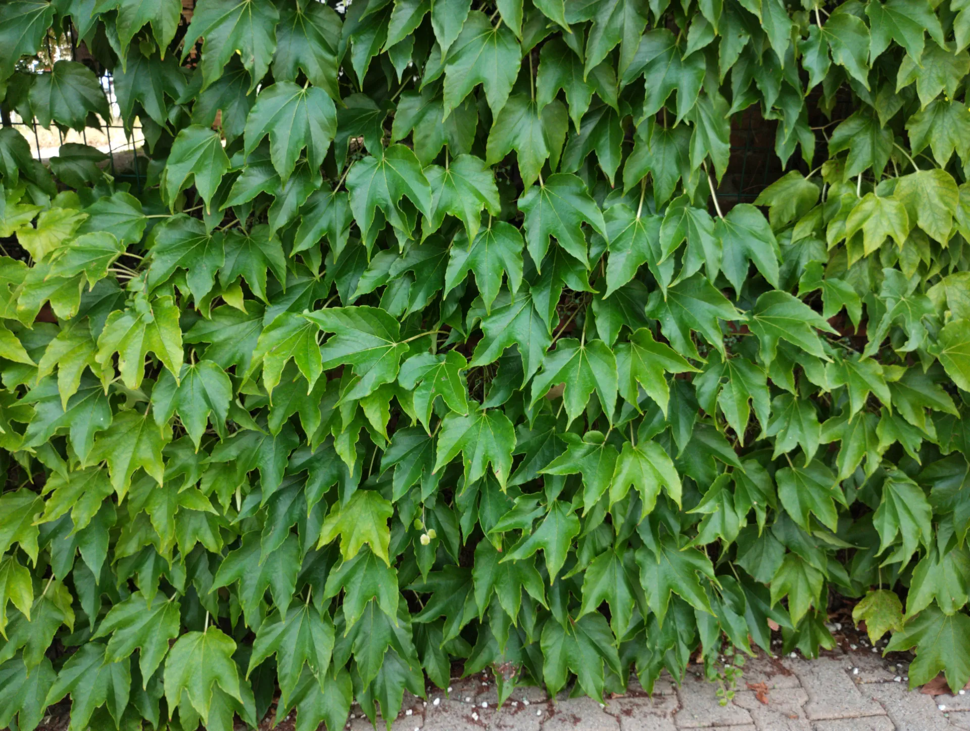 img/parthenocissus-tricuspidata.webp