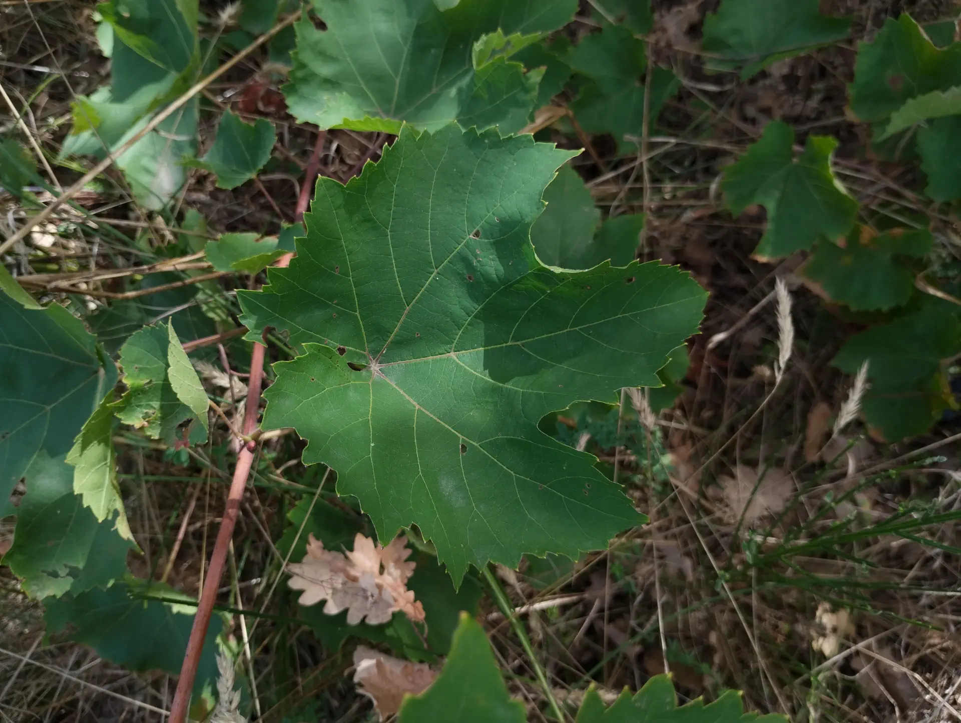 img/vitis-vinifera-3.webp
