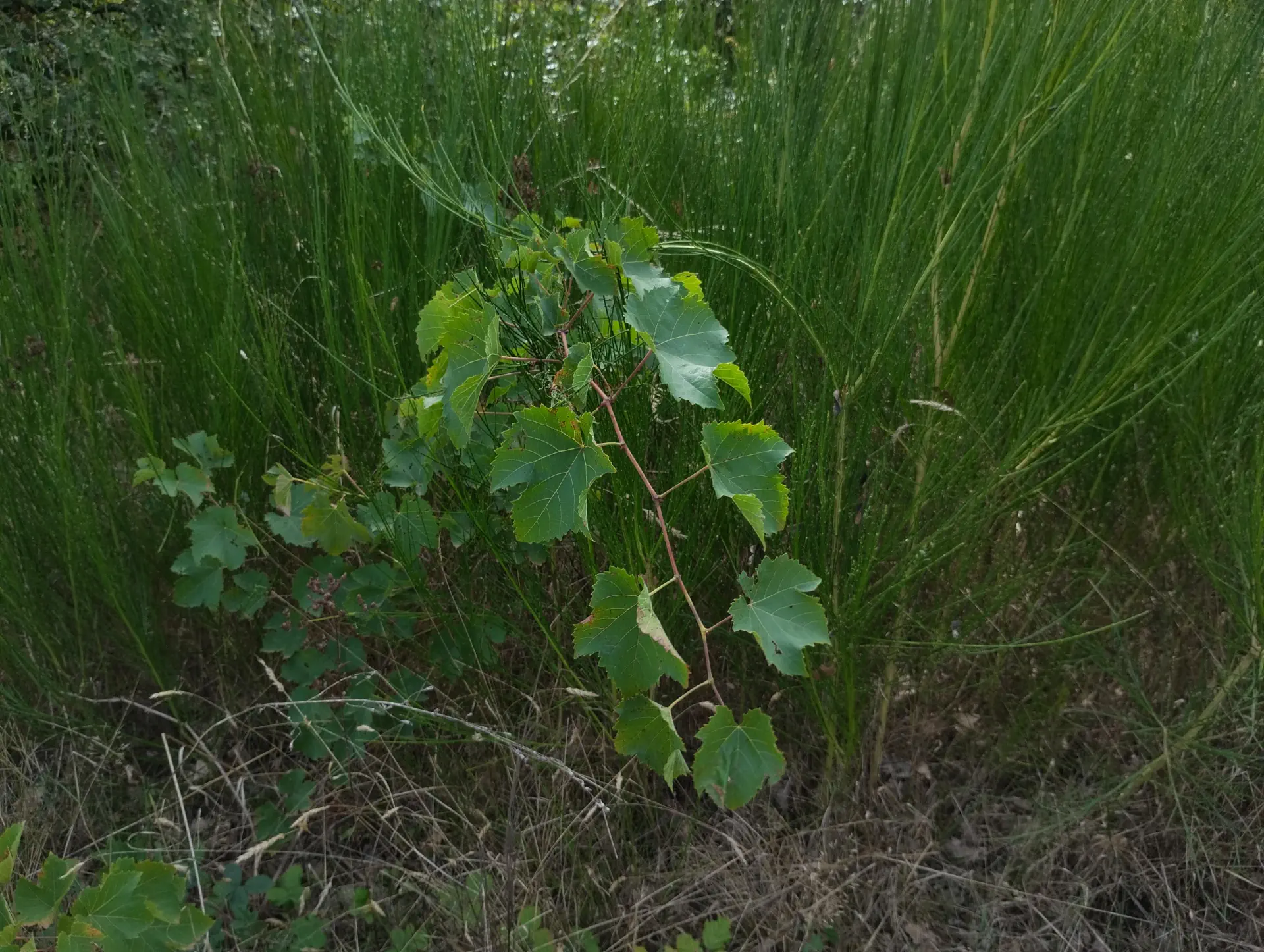 img/vitis-vinifera.webp