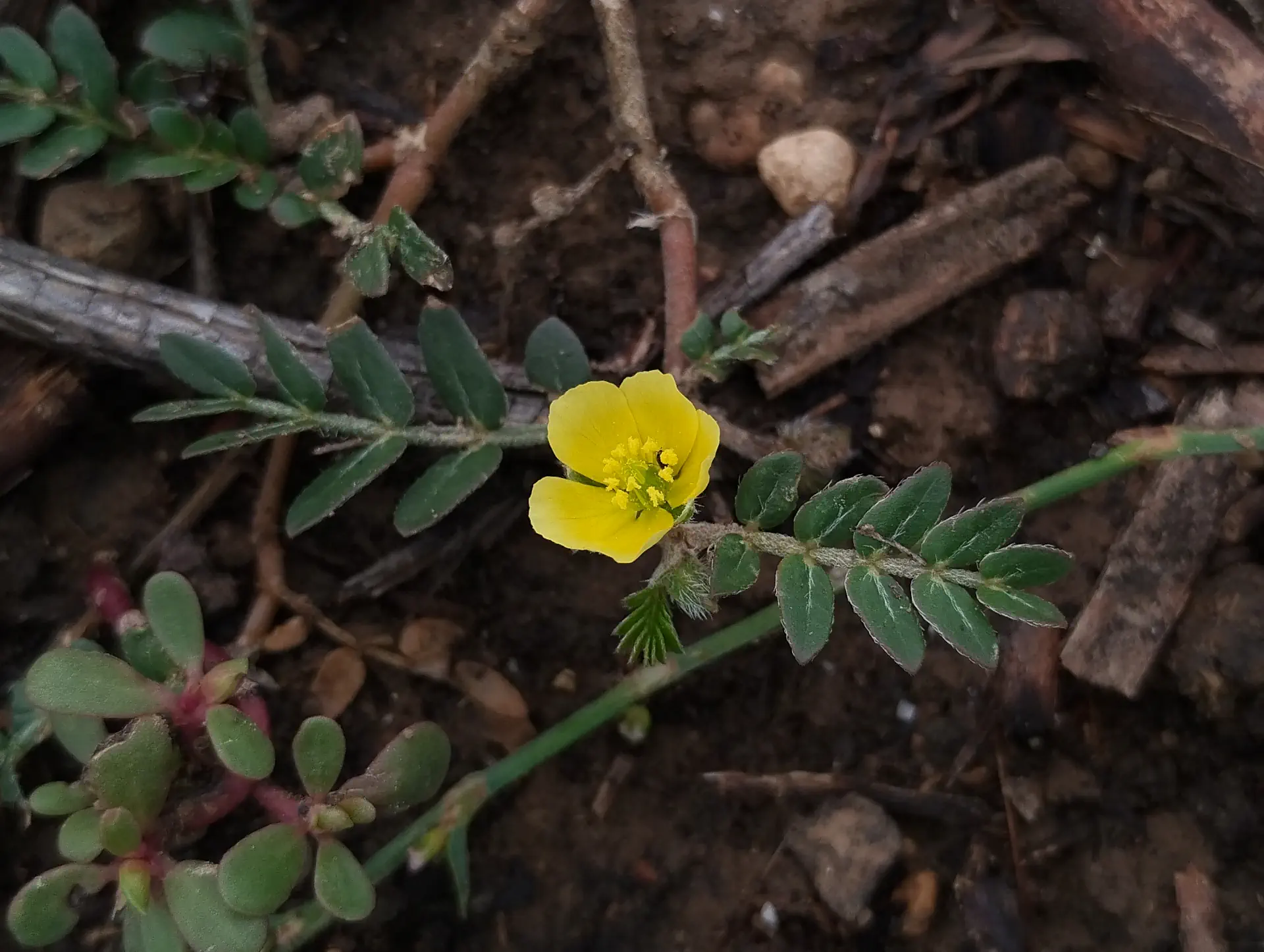 img/tribulus-terrestris.webp