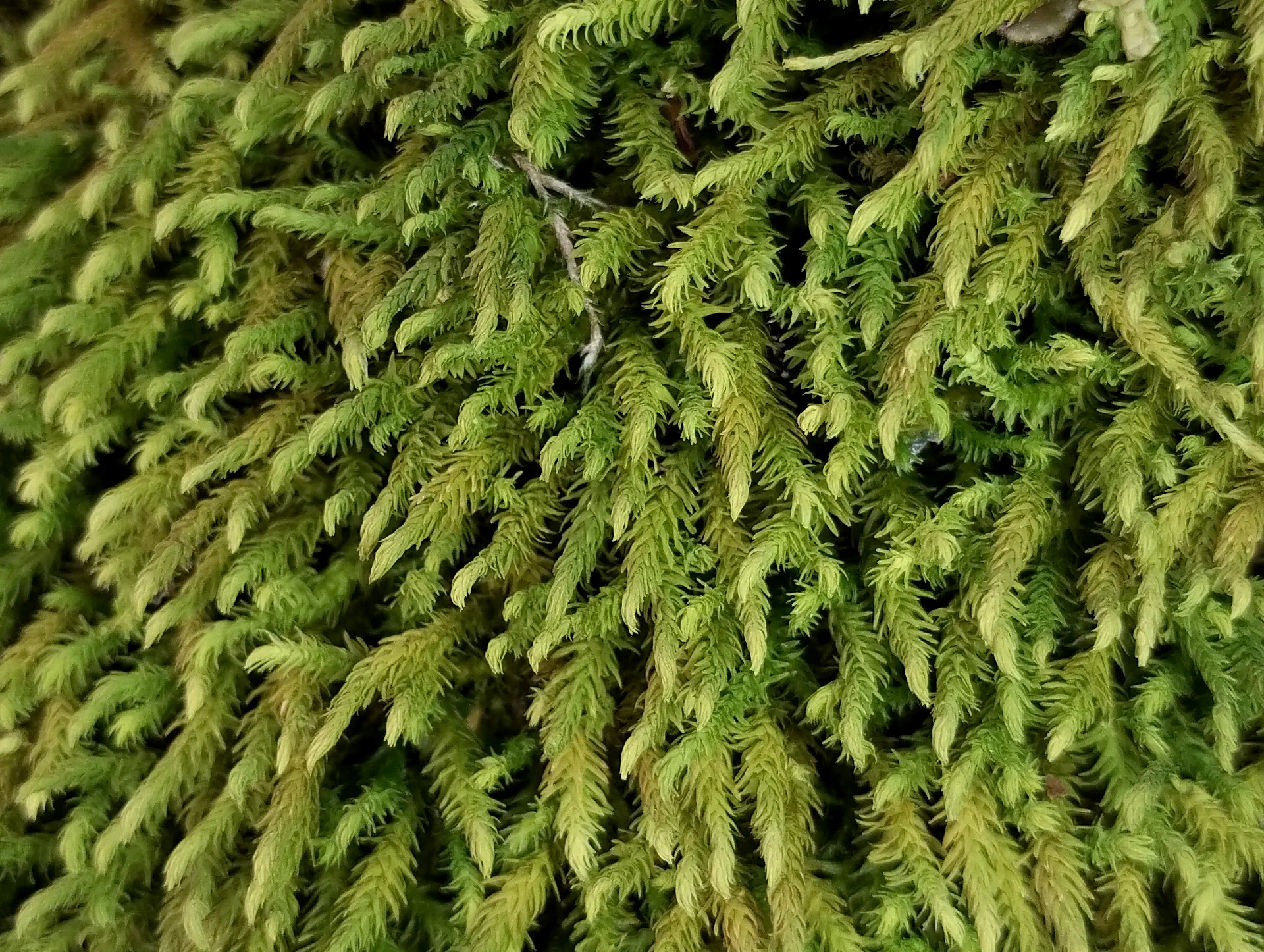 img/anomodon-viticulosus.webp