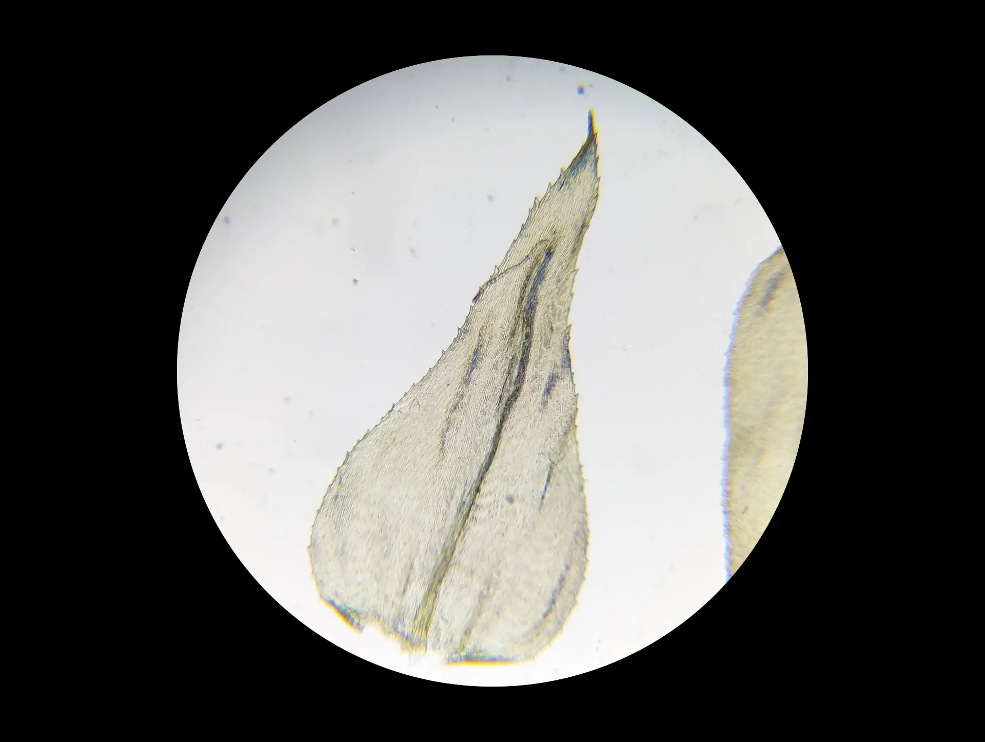 img/eurhynchium-striatum-4.webp