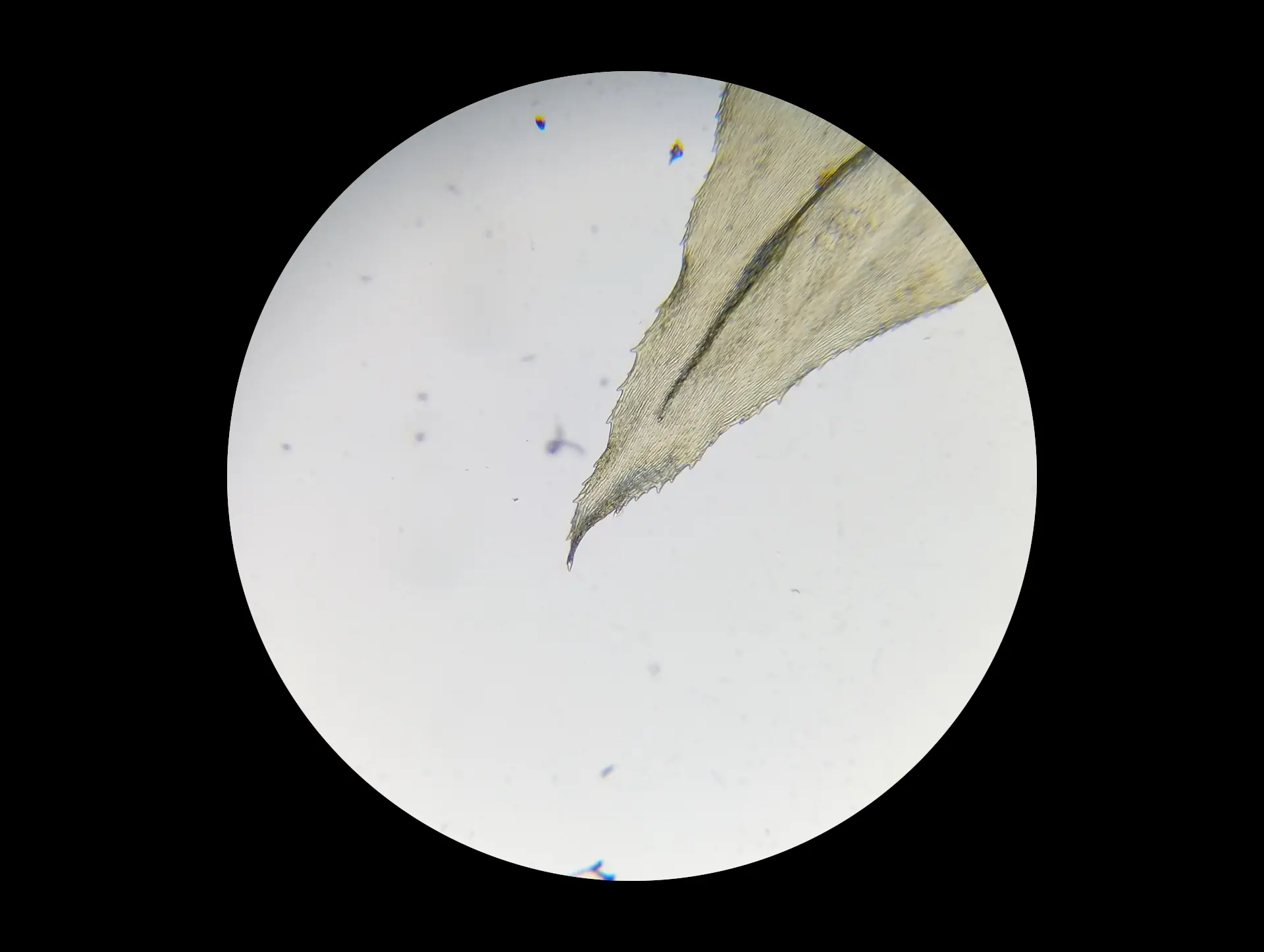 img/eurhynchium-striatum-5.webp