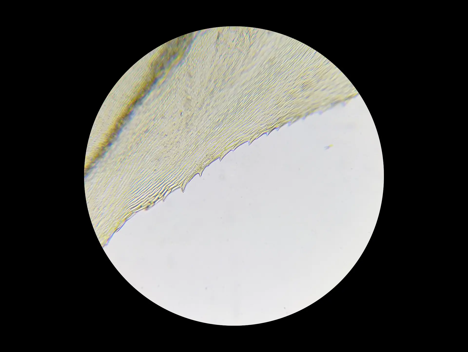 img/eurhynchium-striatum-6.webp