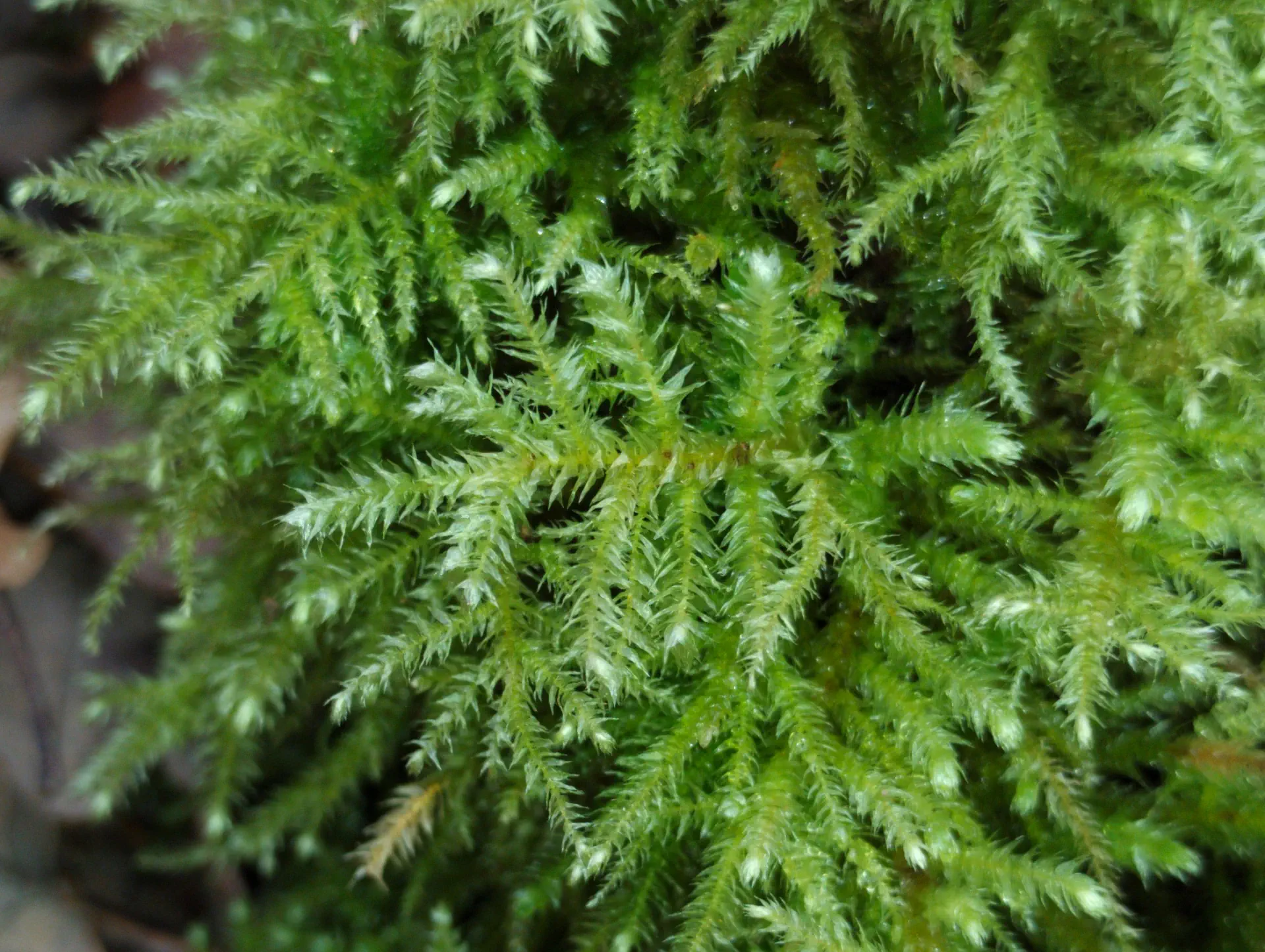 img/eurhynchium-striatum.webp