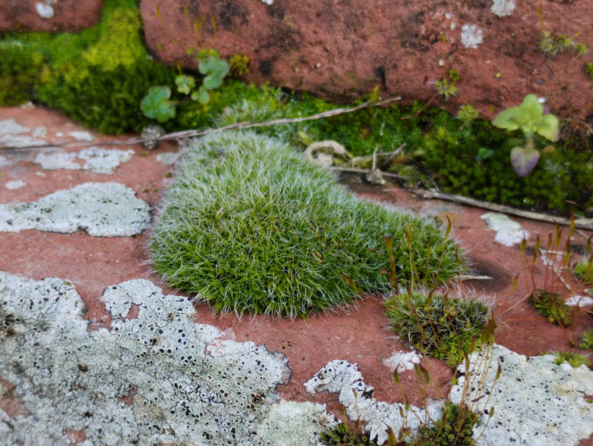 img/grimmia-pulvinata.webp