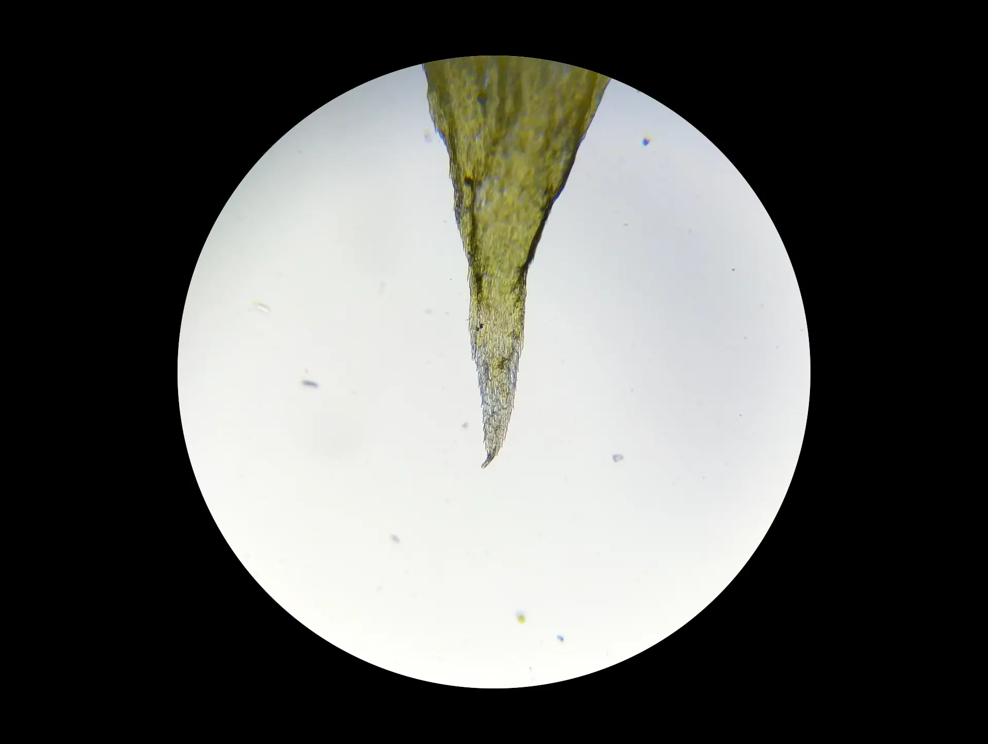 img/hylocomiadelphus-triquetrus-5.webp