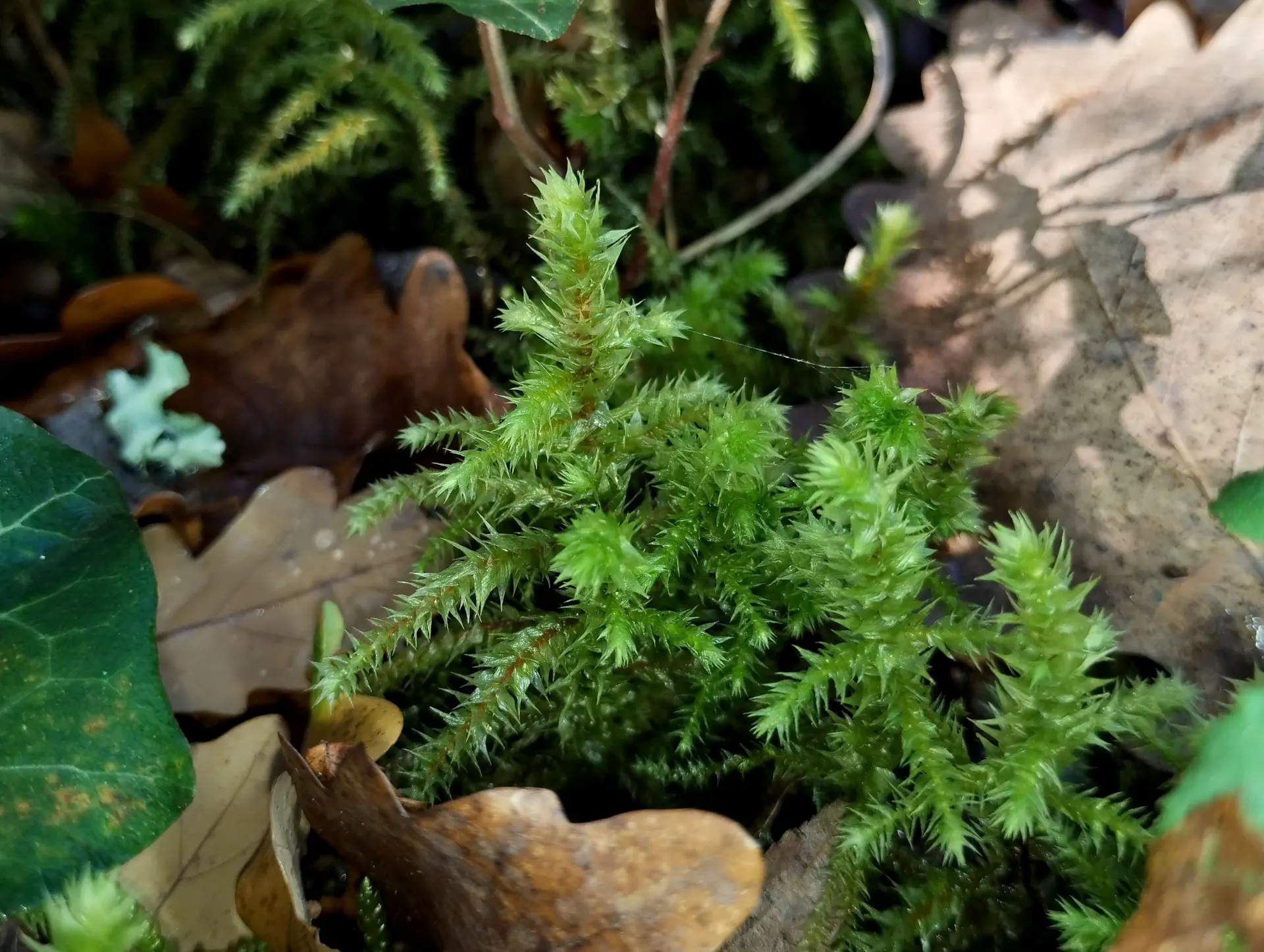 img/hylocomiadelphus-triquetrus.webp