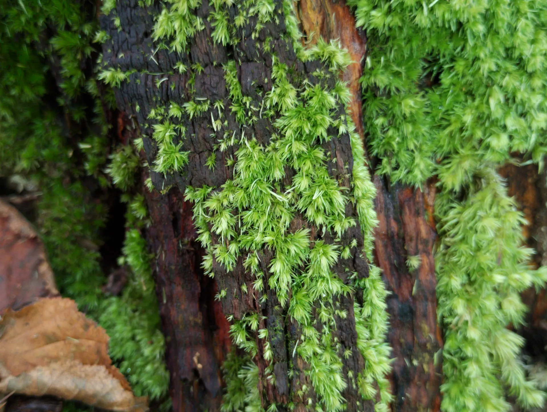 img/leucobryum-glaucum-2.webp