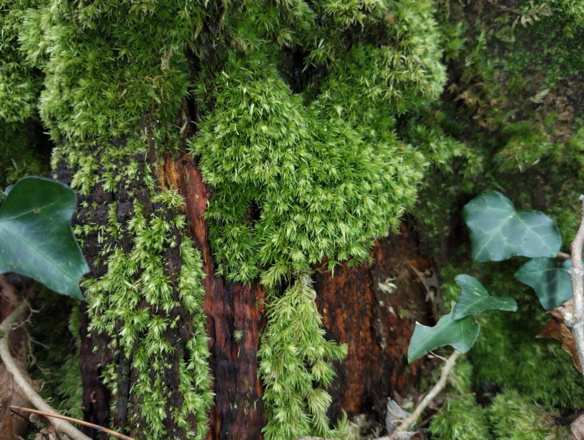 img/leucobryum-glaucum-3.webp