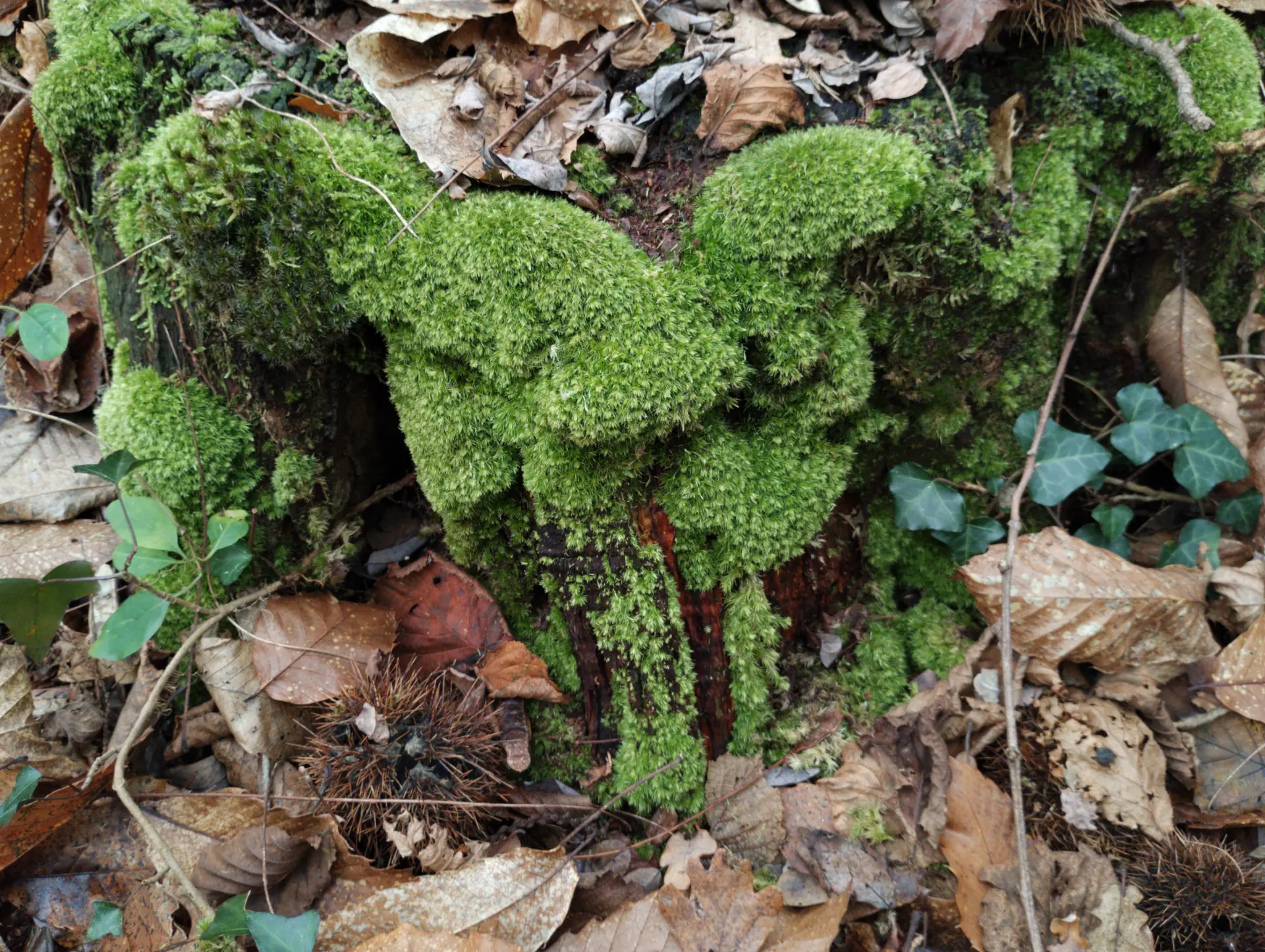 img/leucobryum-glaucum-4.webp
