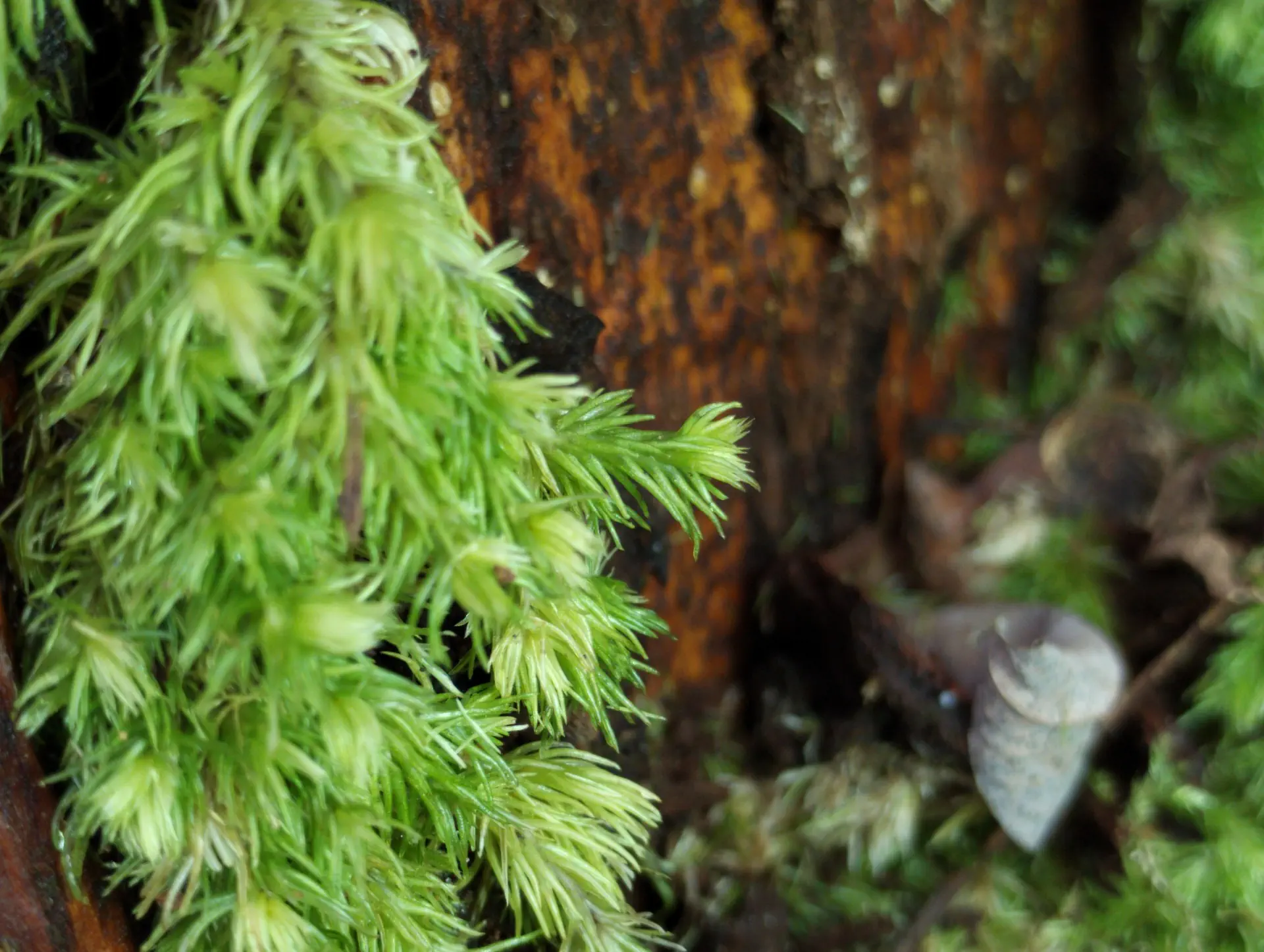img/leucobryum-glaucum.webp