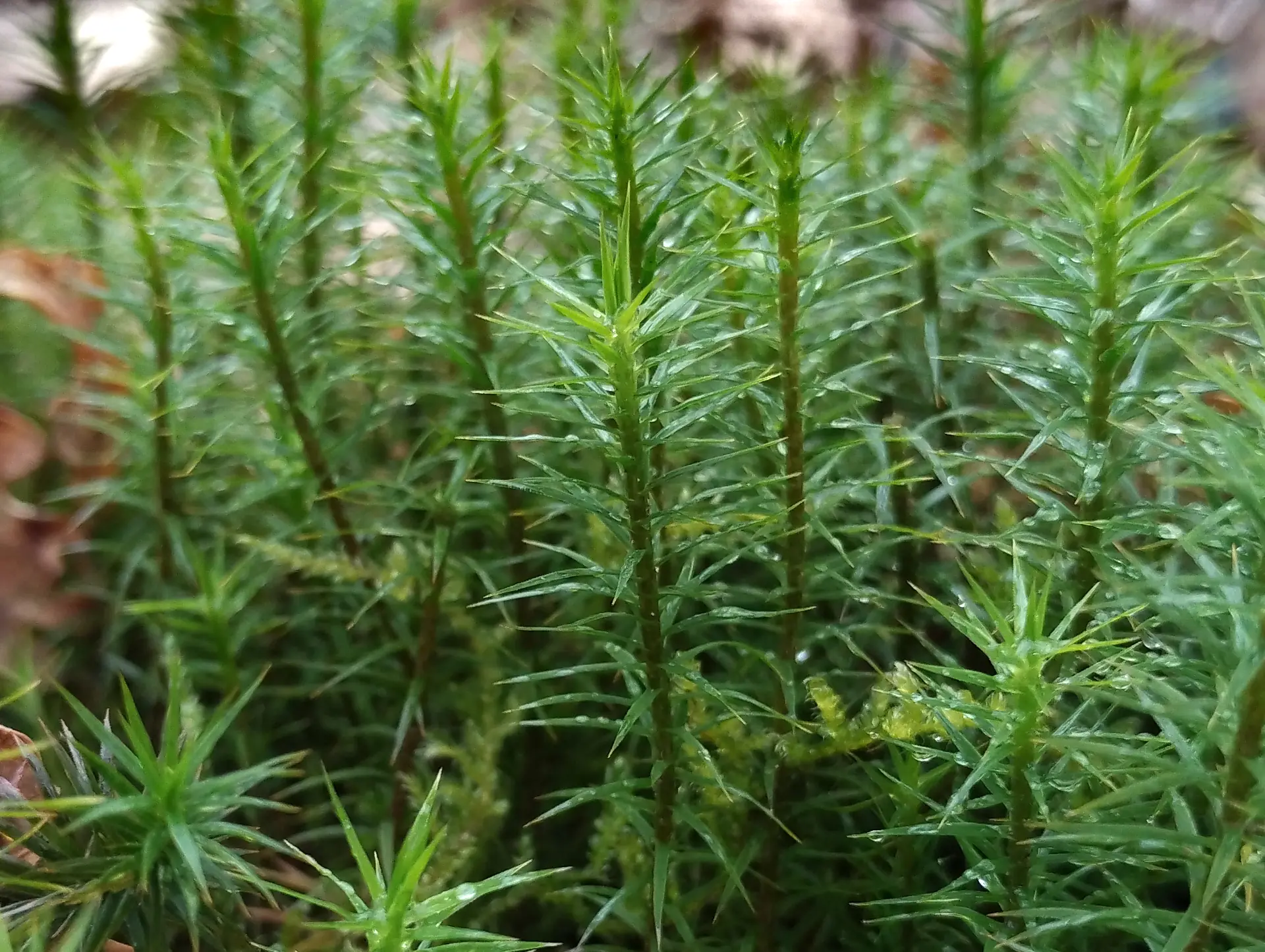 img/polytrichum-formosum-2.webp