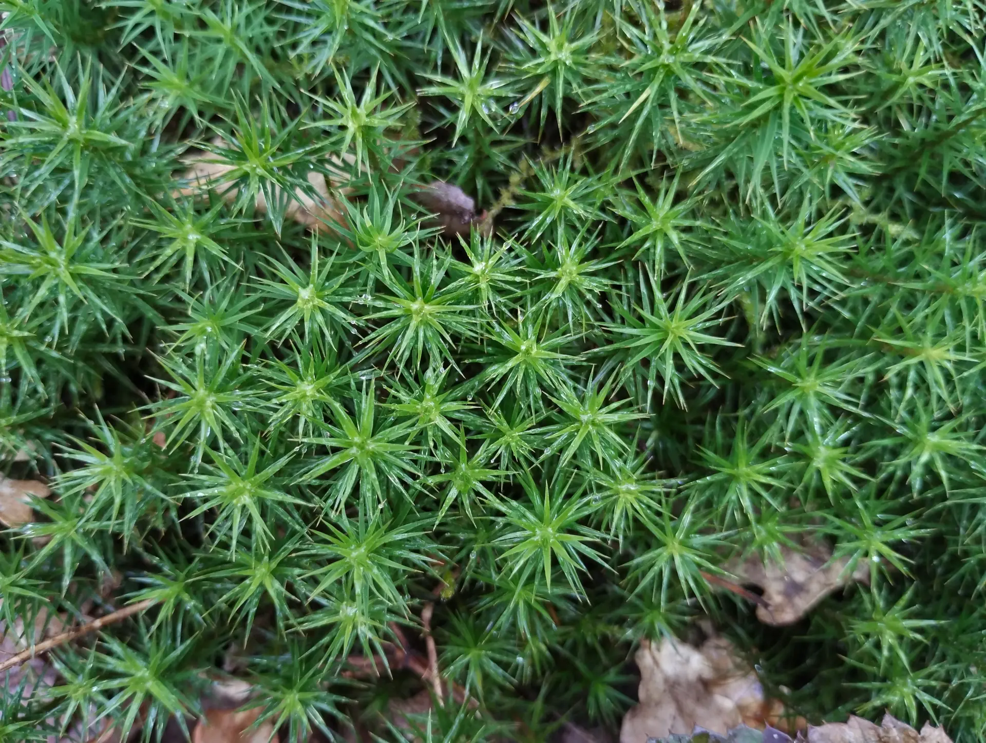 img/polytrichum-formosum-3.webp