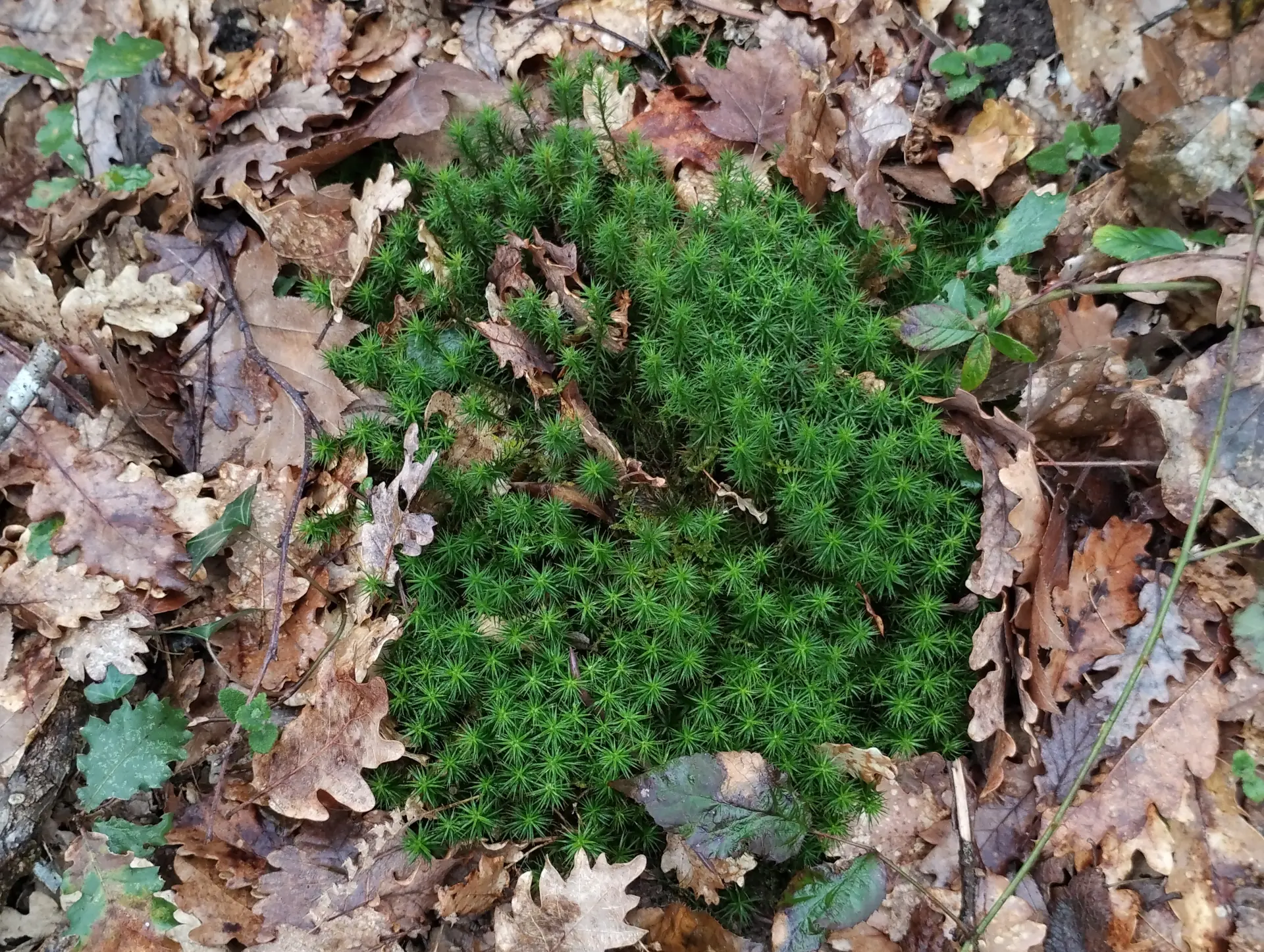 img/polytrichum-formosum-4.webp