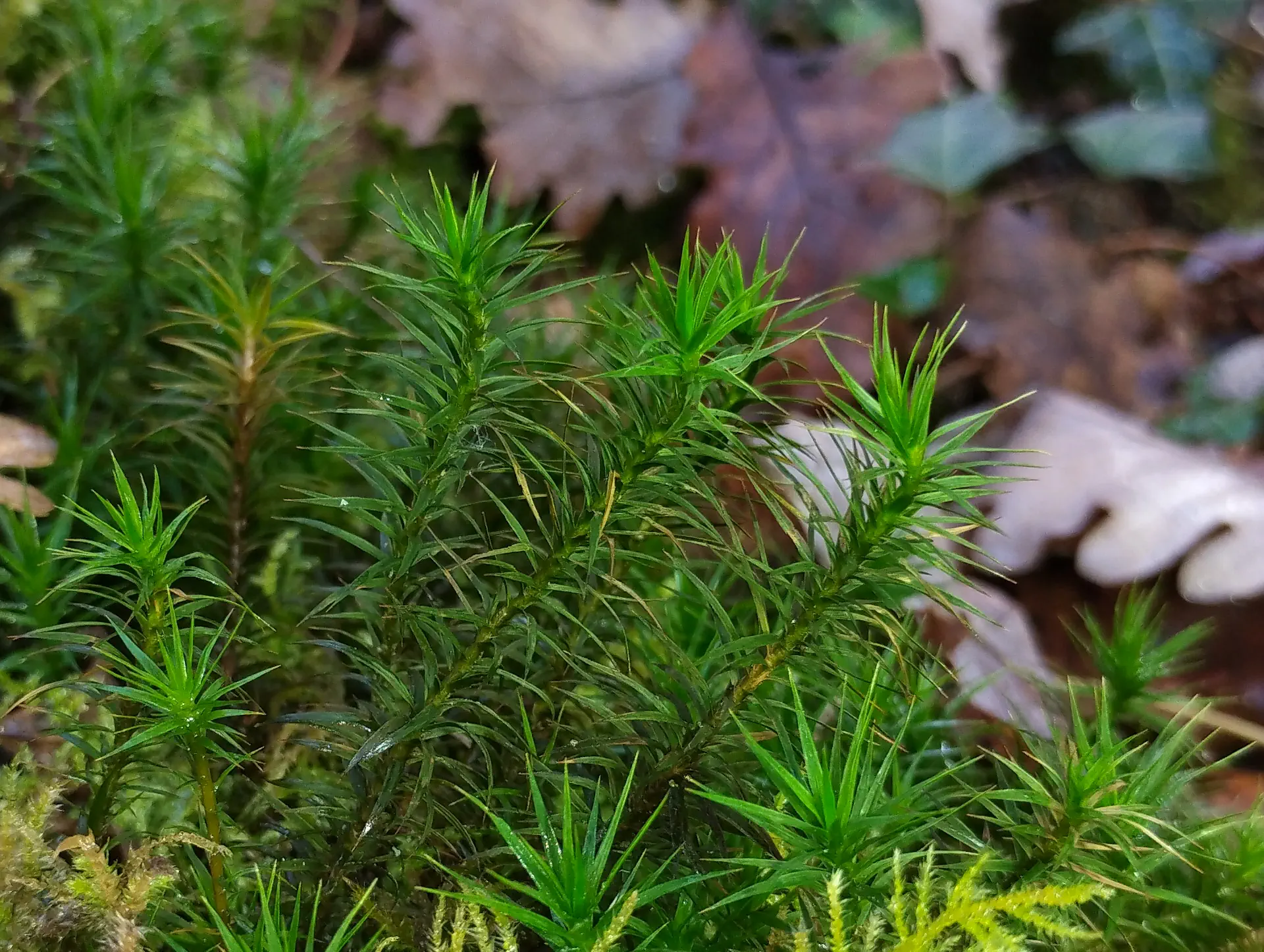img/polytrichum-formosum-5.webp