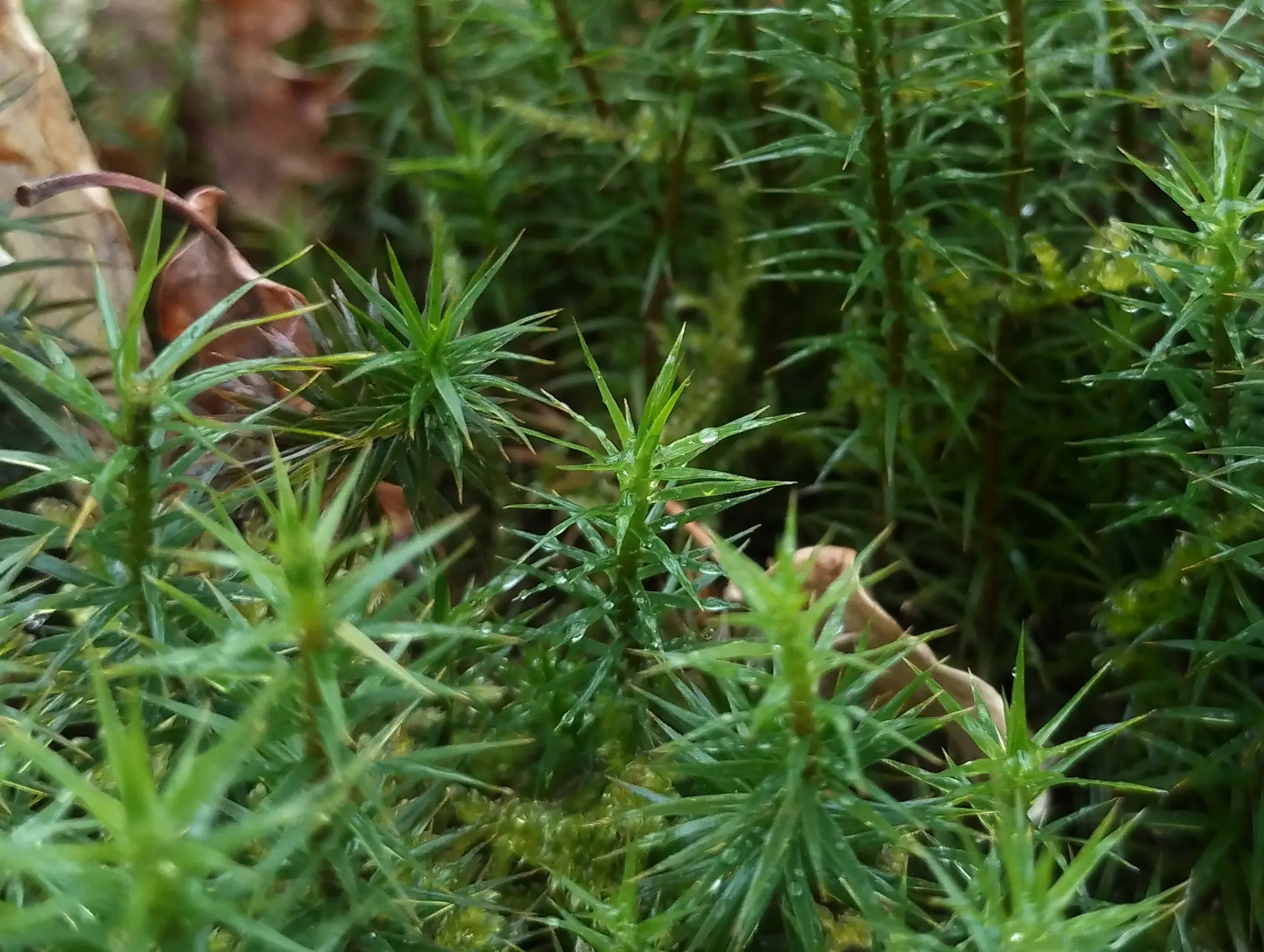 img/polytrichum-formosum.webp