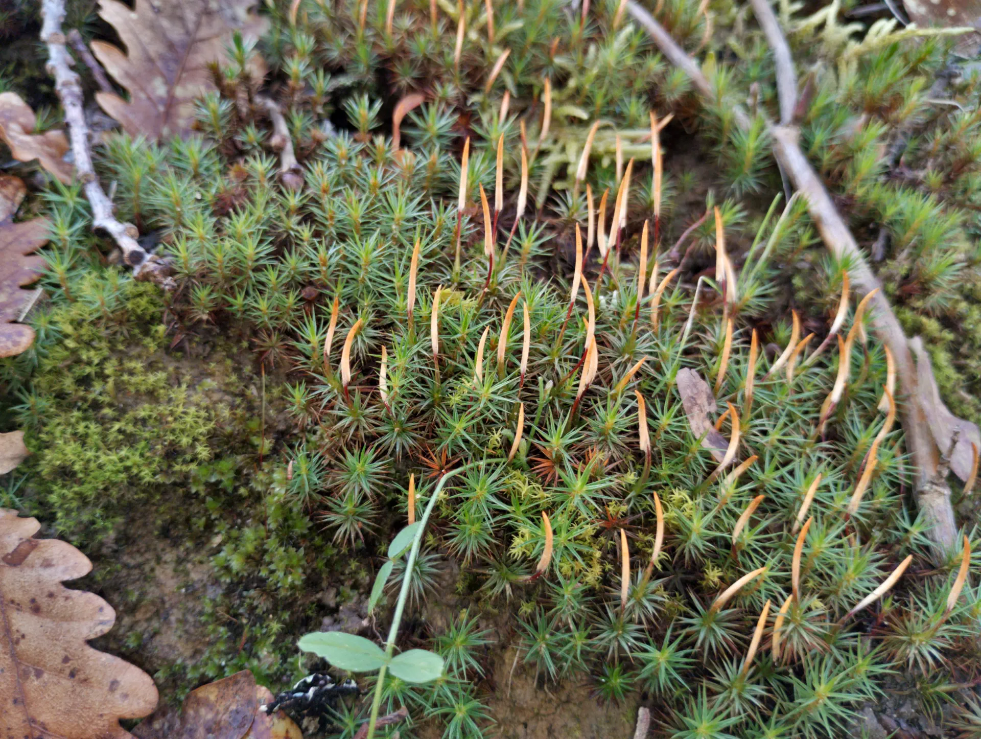 img/polytrichum-juniperinum-2.webp