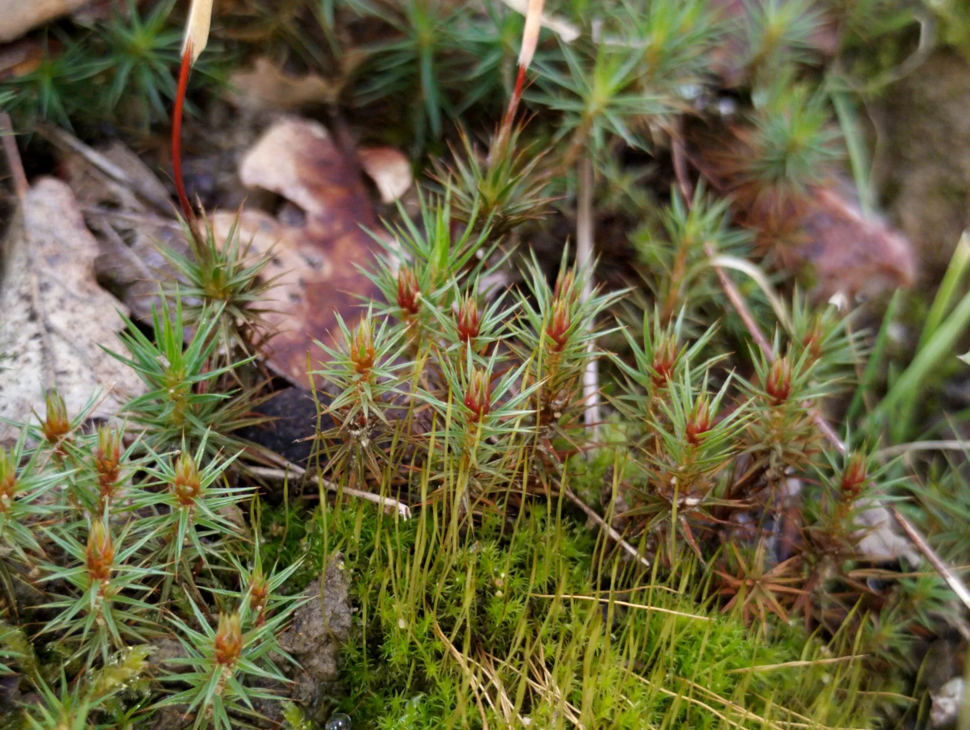 img/polytrichum-juniperinum-3.webp