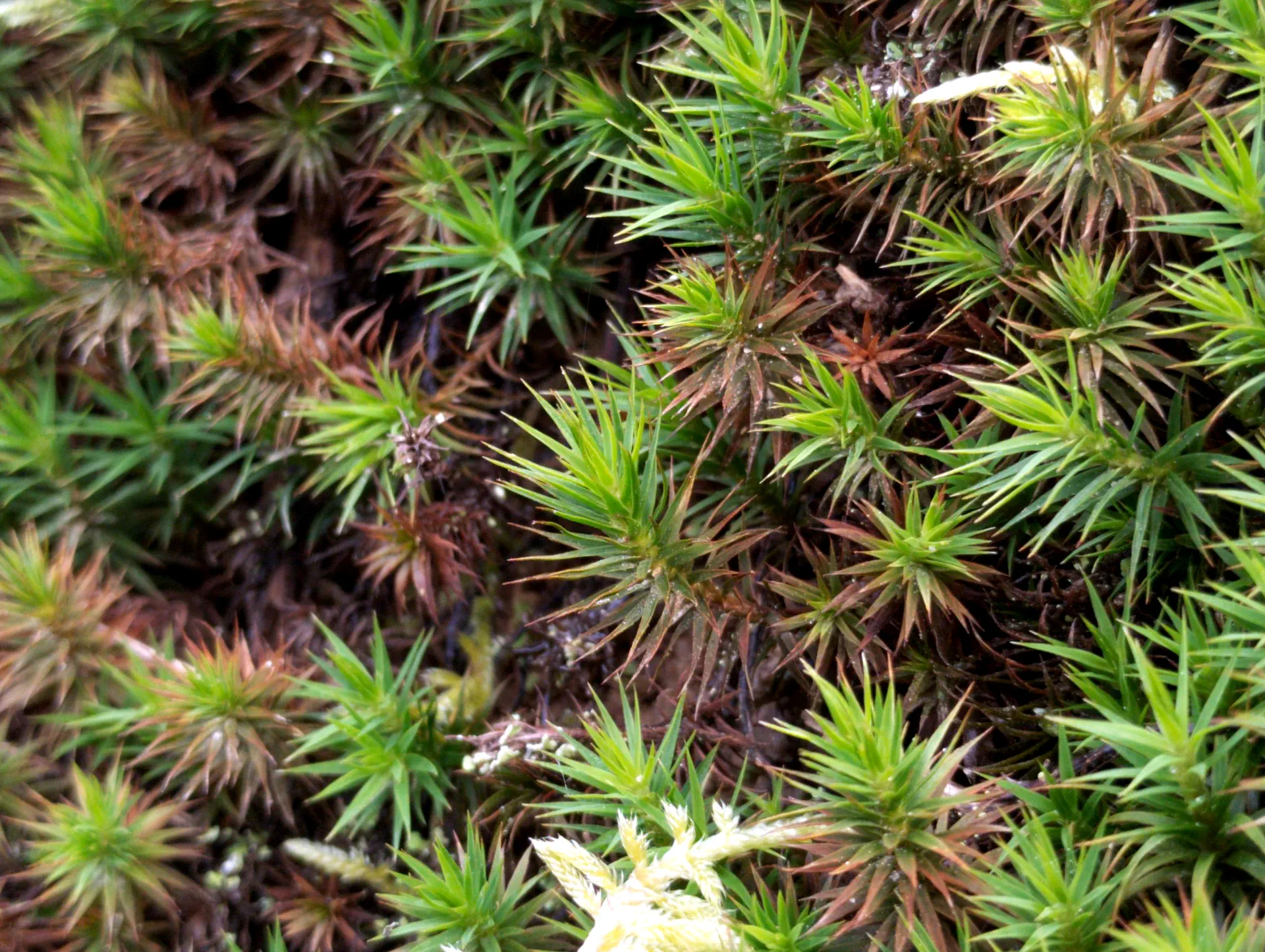 img/polytrichum-juniperinum-4.webp