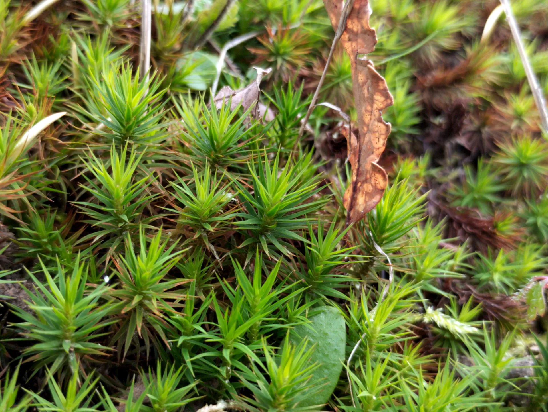 img/polytrichum-juniperinum-5.webp