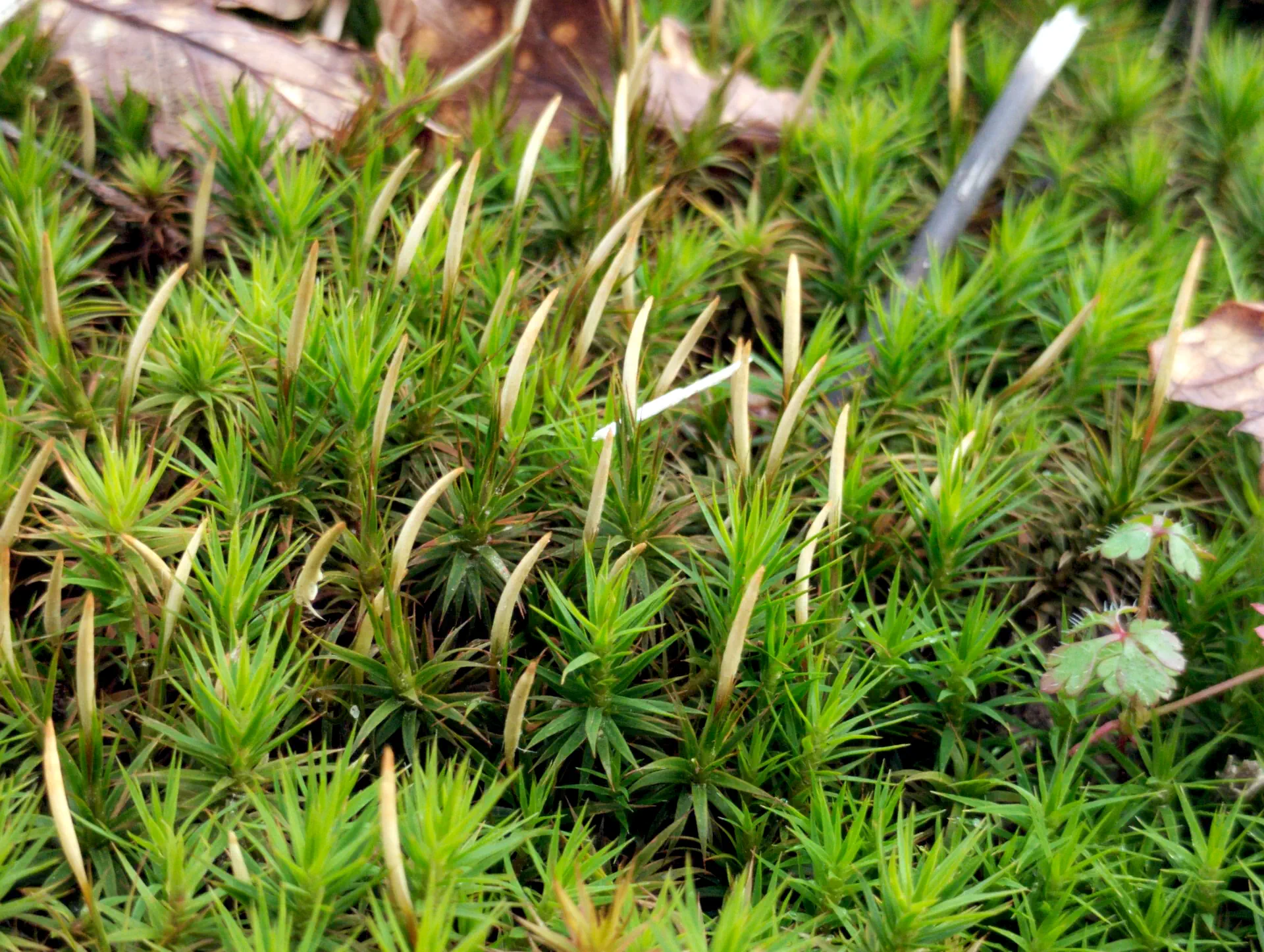img/polytrichum-juniperinum-6.webp