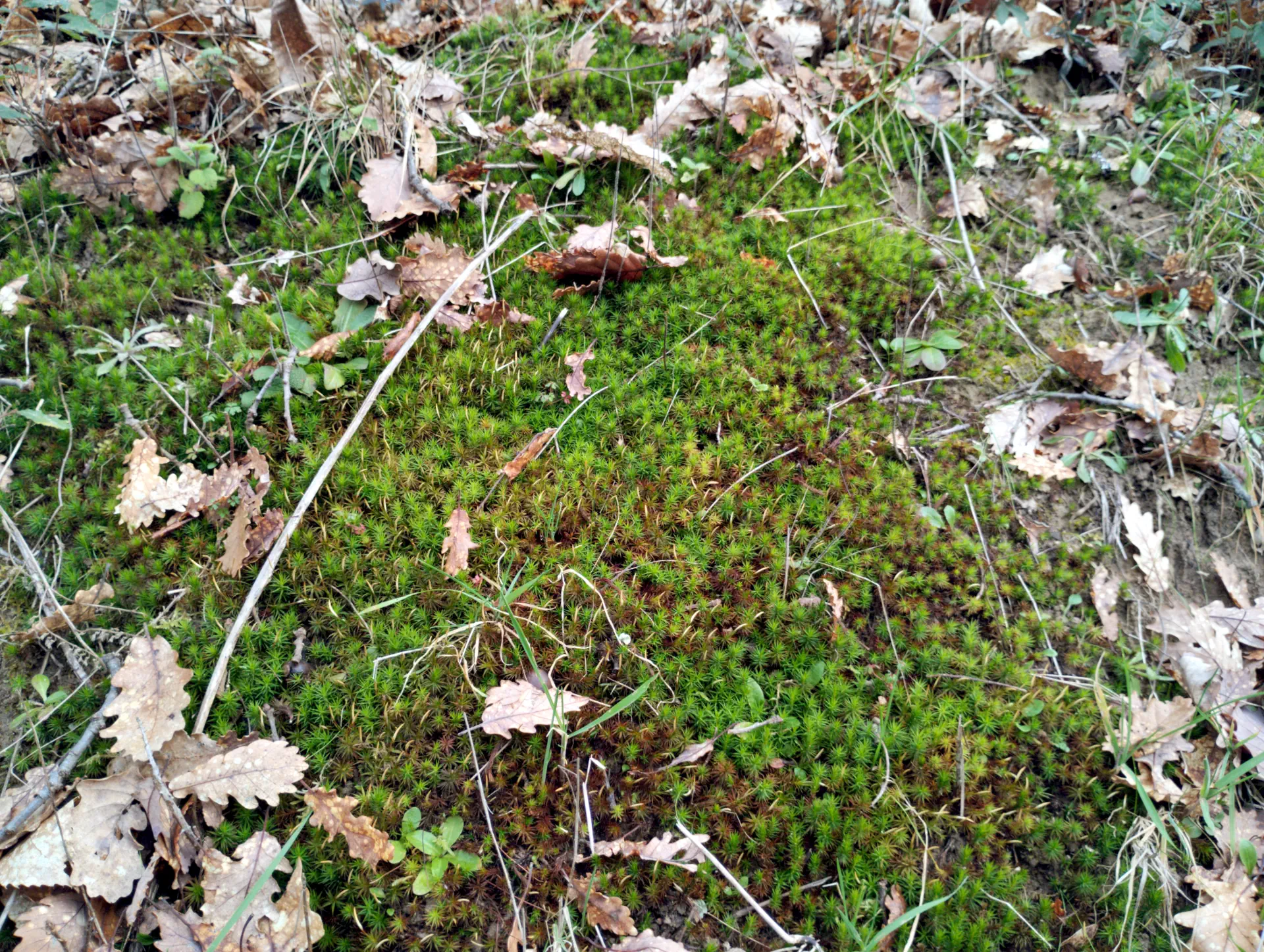 img/polytrichum-juniperinum-7.webp