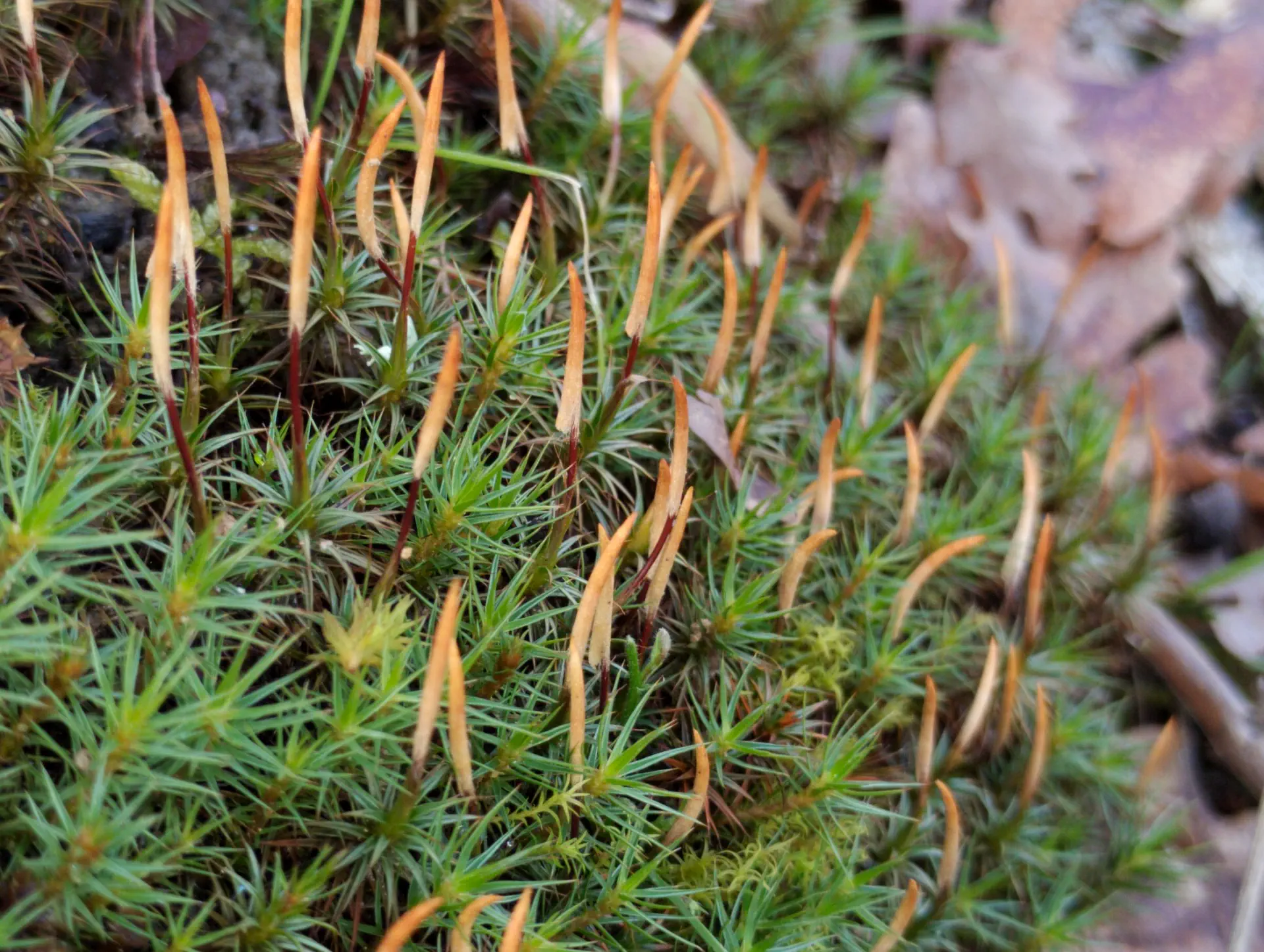 img/polytrichum-juniperinum.webp
