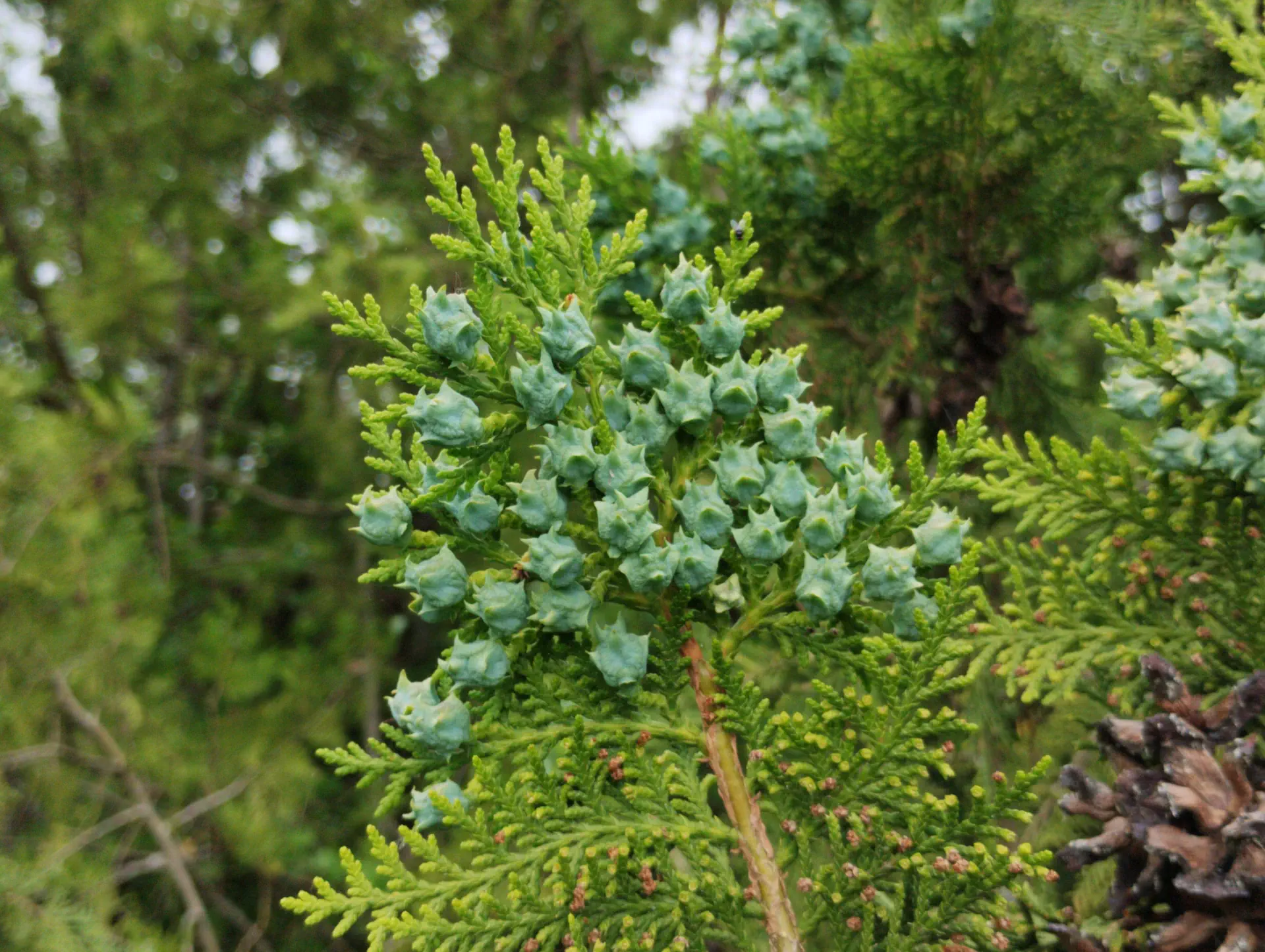 img/platycladus-orientalis-2.webp