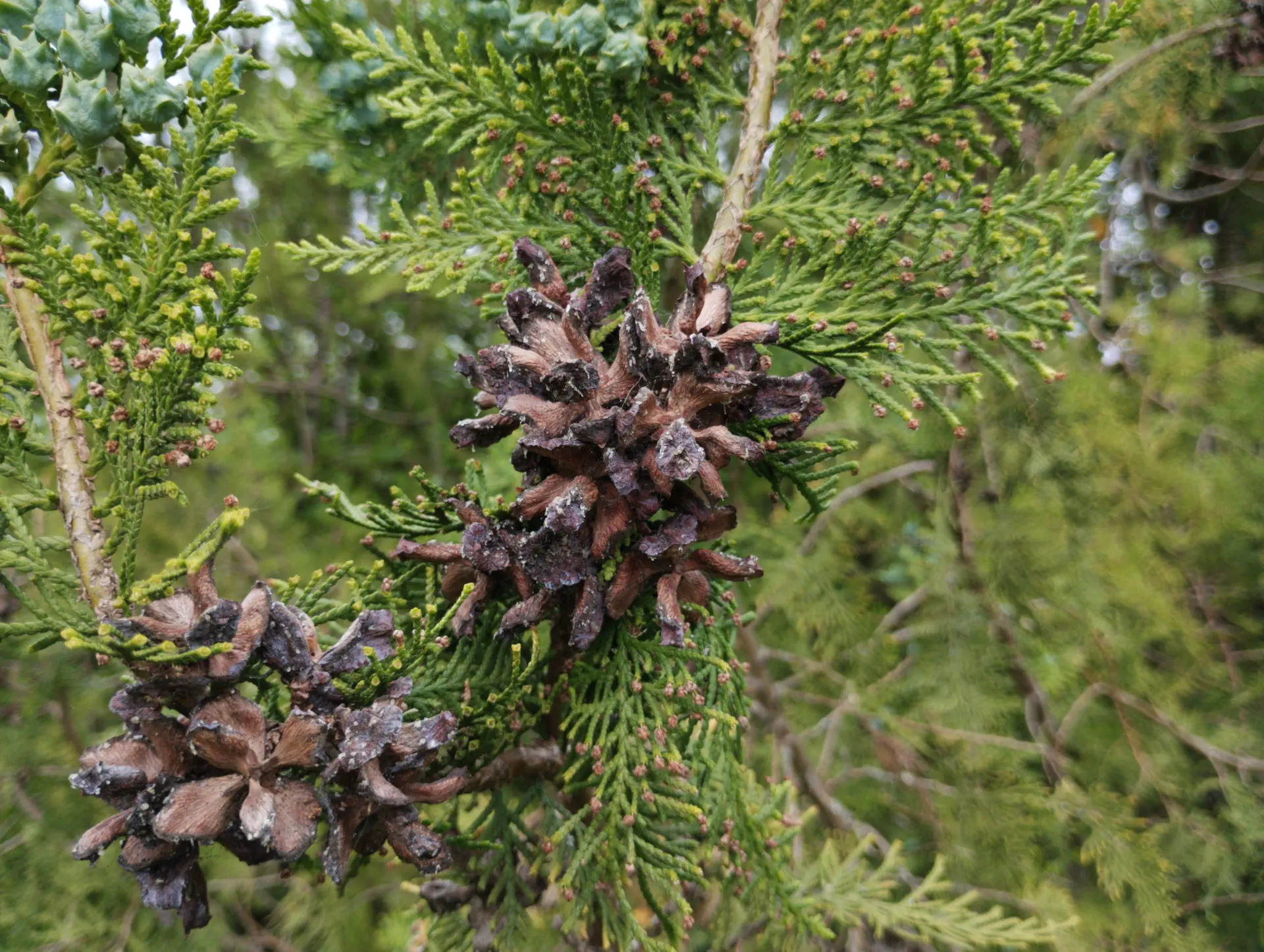 img/platycladus-orientalis-3.webp