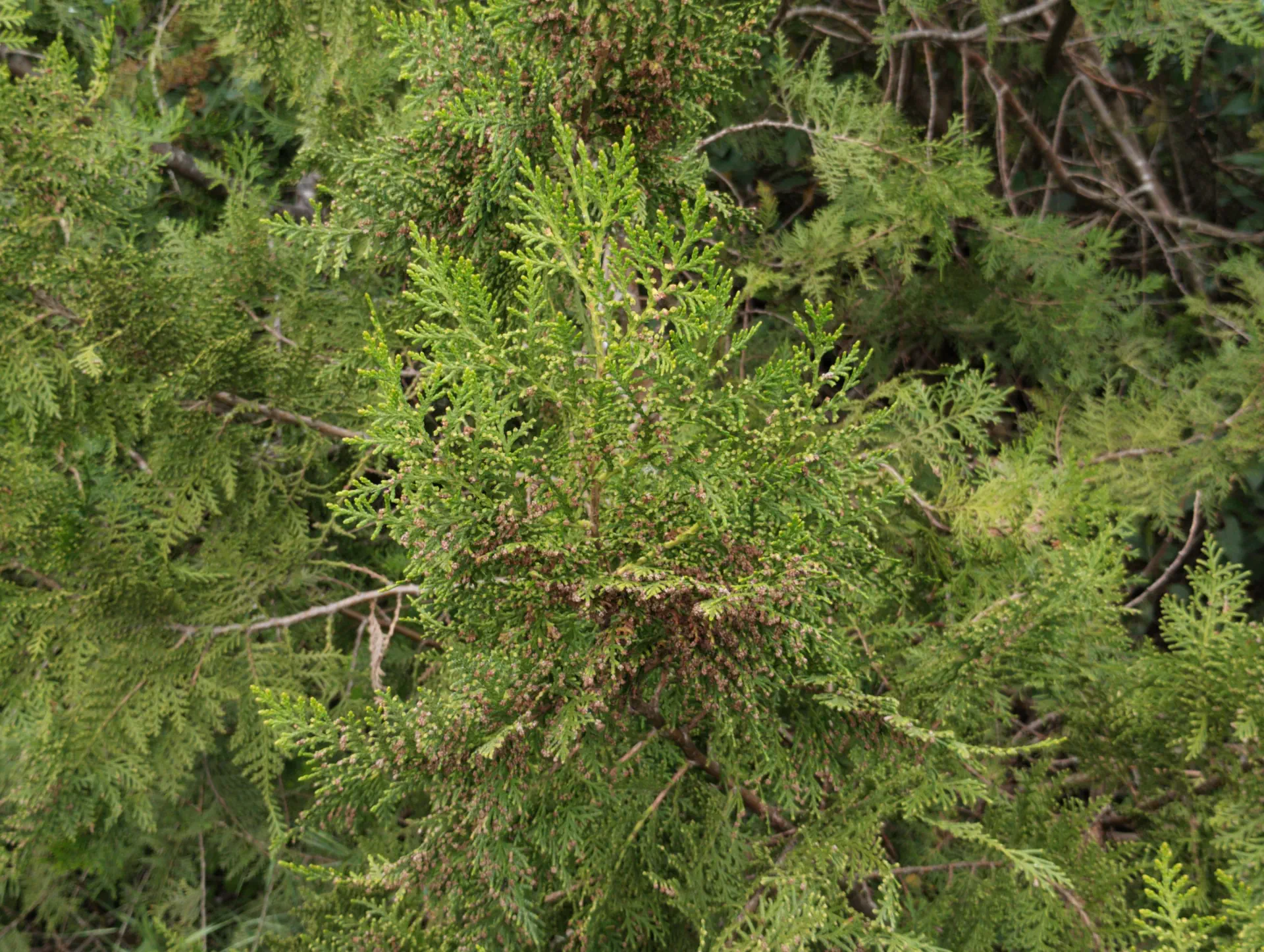 img/platycladus-orientalis.webp