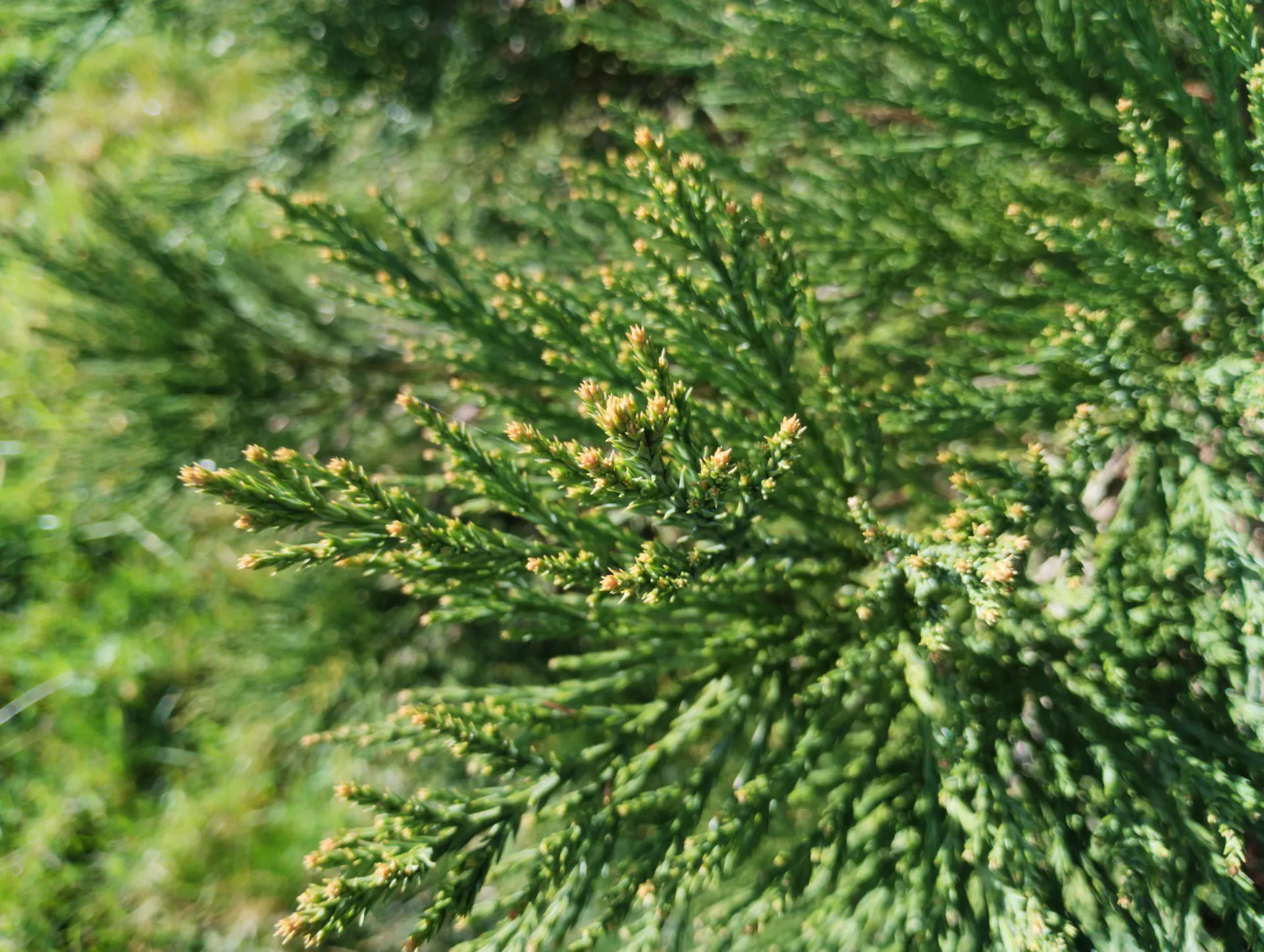 img/sequoiadendron-giganteum-2.webp