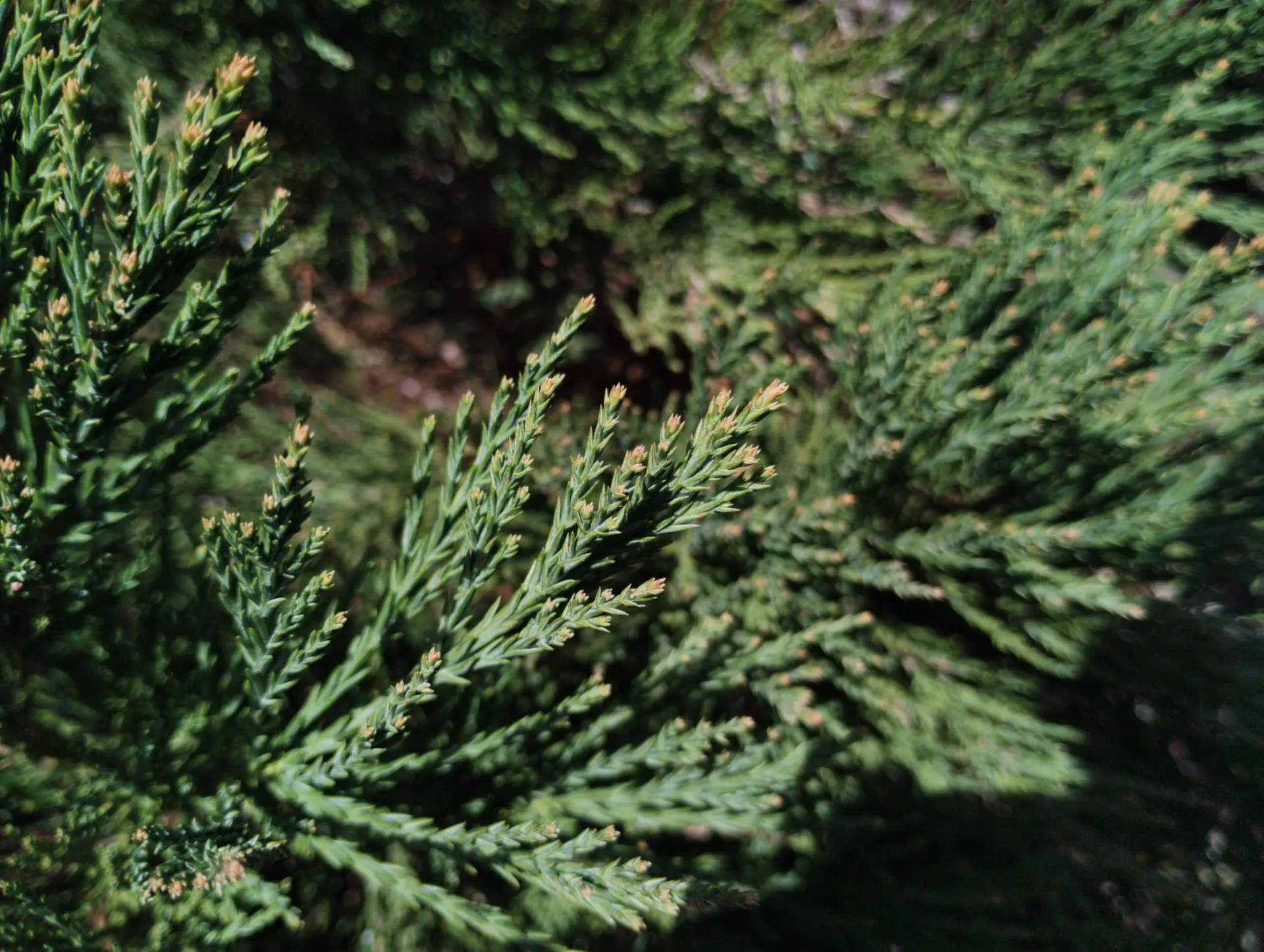 img/sequoiadendron-giganteum-3.webp
