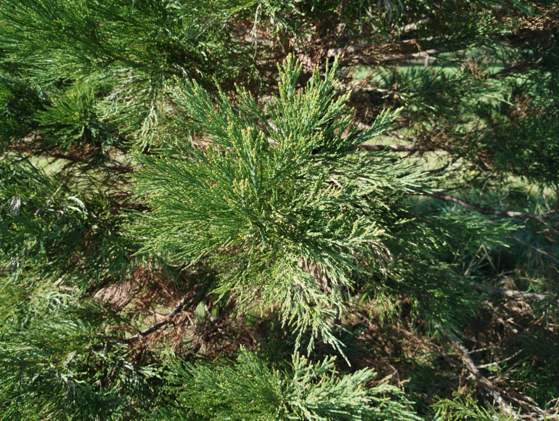 img/sequoiadendron-giganteum-4.webp