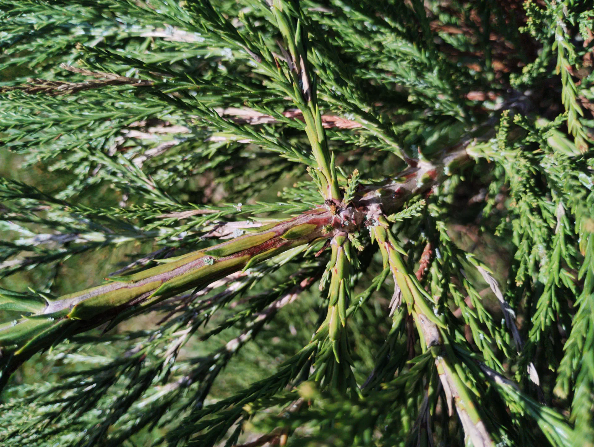 img/sequoiadendron-giganteum-5.webp