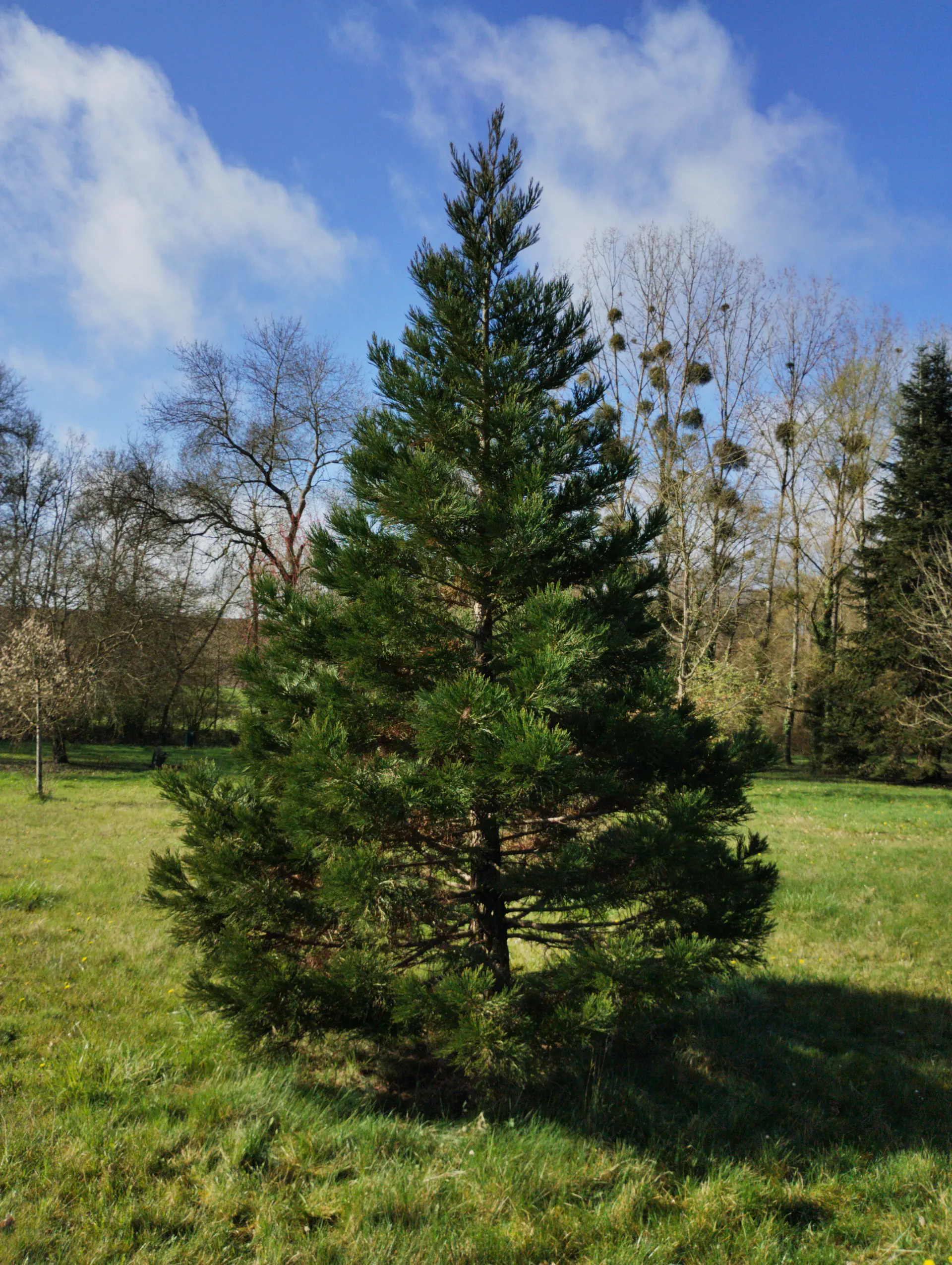 img/sequoiadendron-giganteum-6.webp
