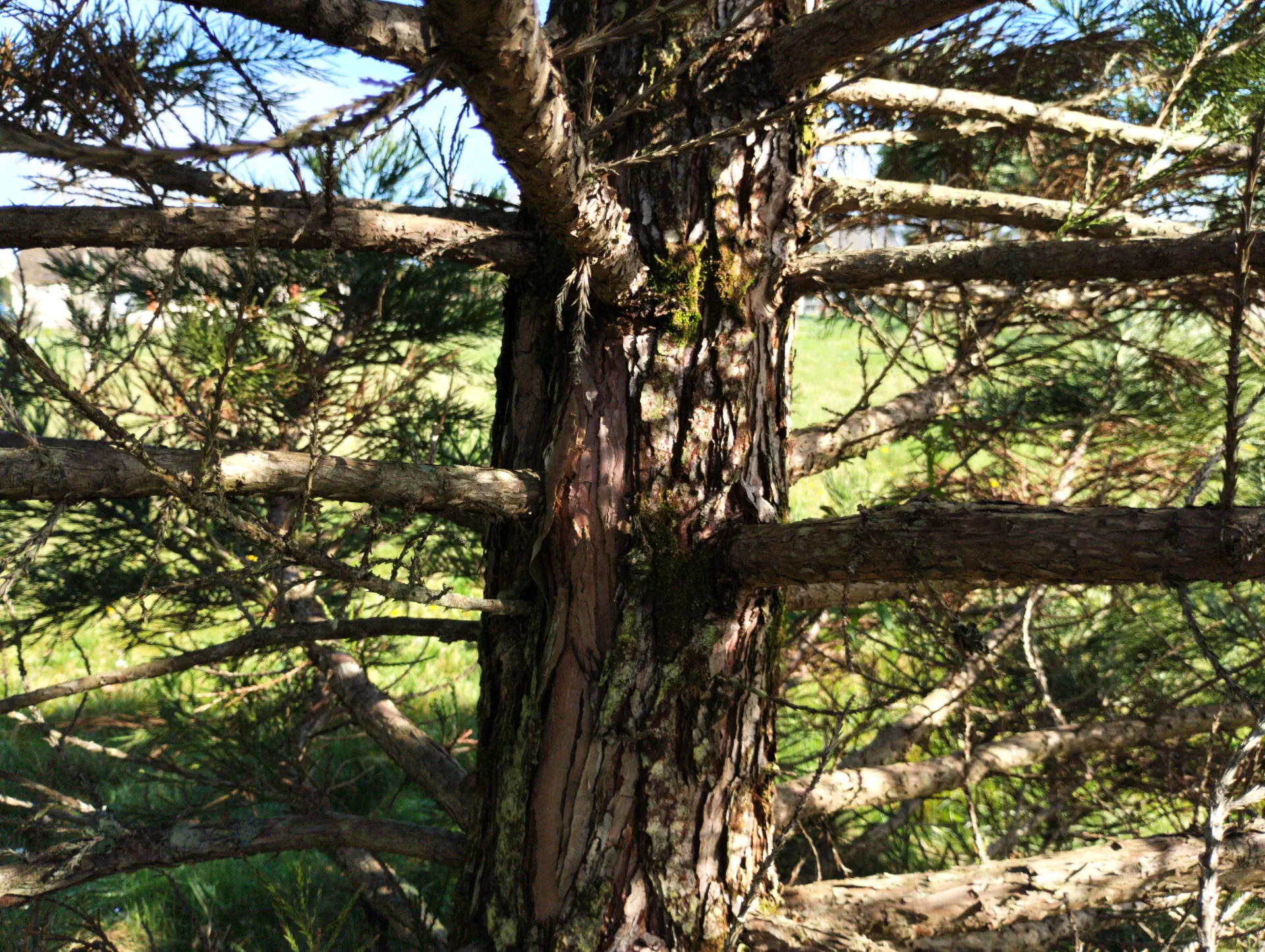 img/sequoiadendron-giganteum-7.webp