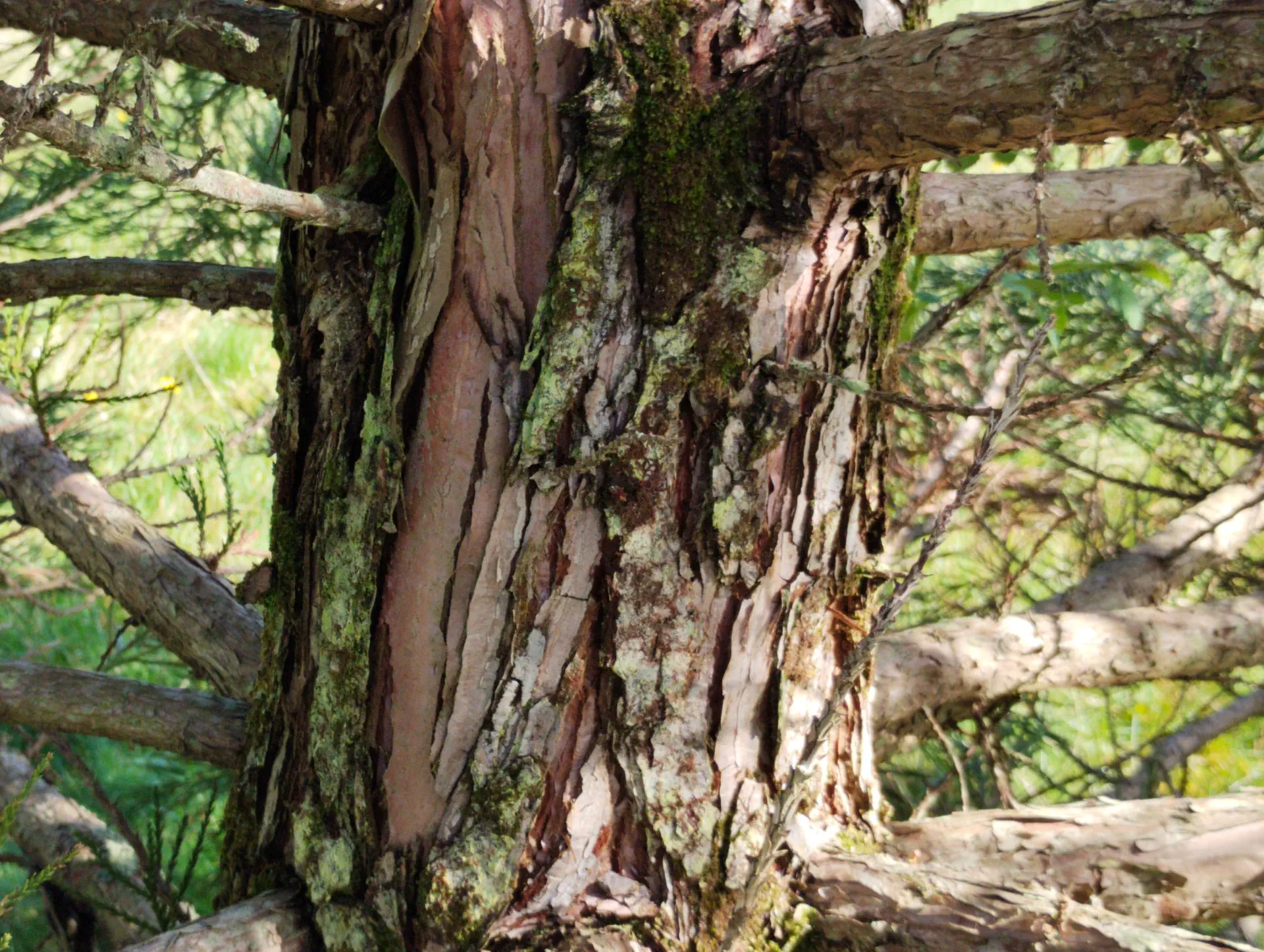 img/sequoiadendron-giganteum-8.webp