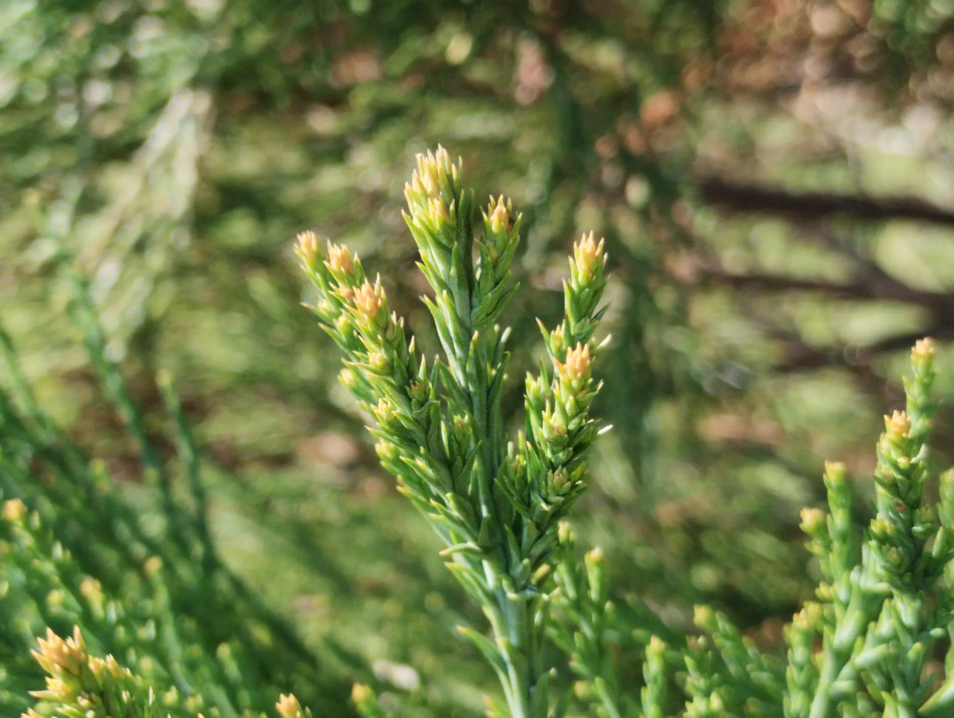 img/sequoiadendron-giganteum.webp