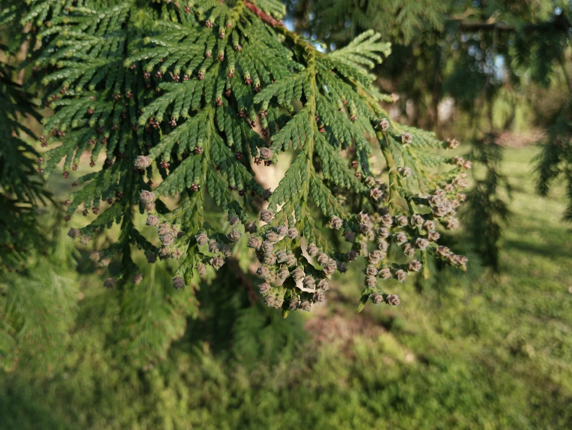 img/thuja-plicata-2.webp