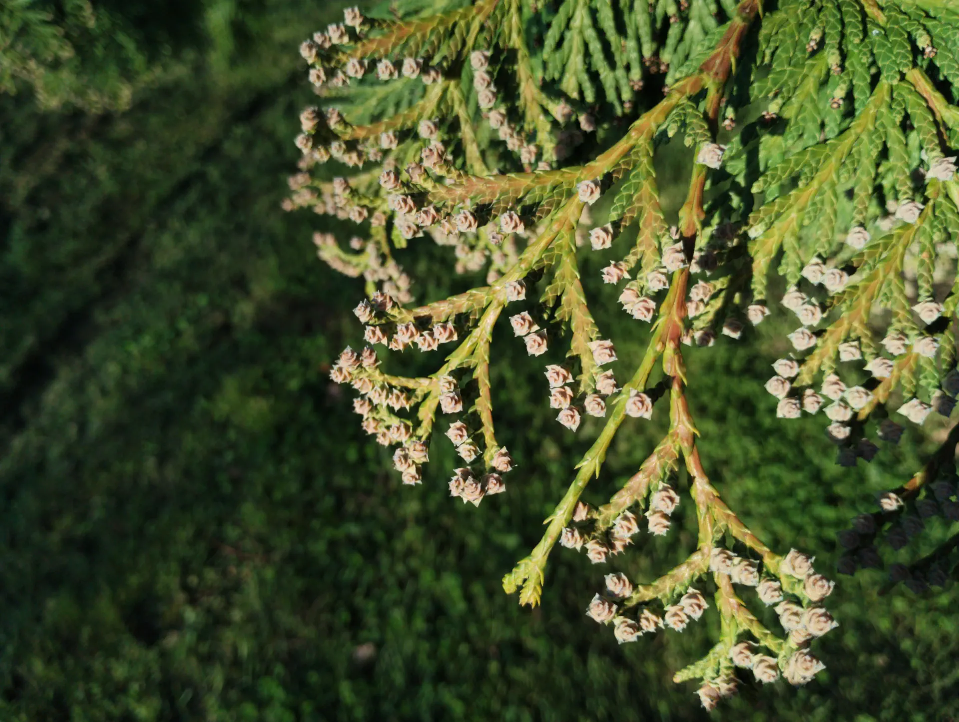 img/thuja-plicata-3.webp