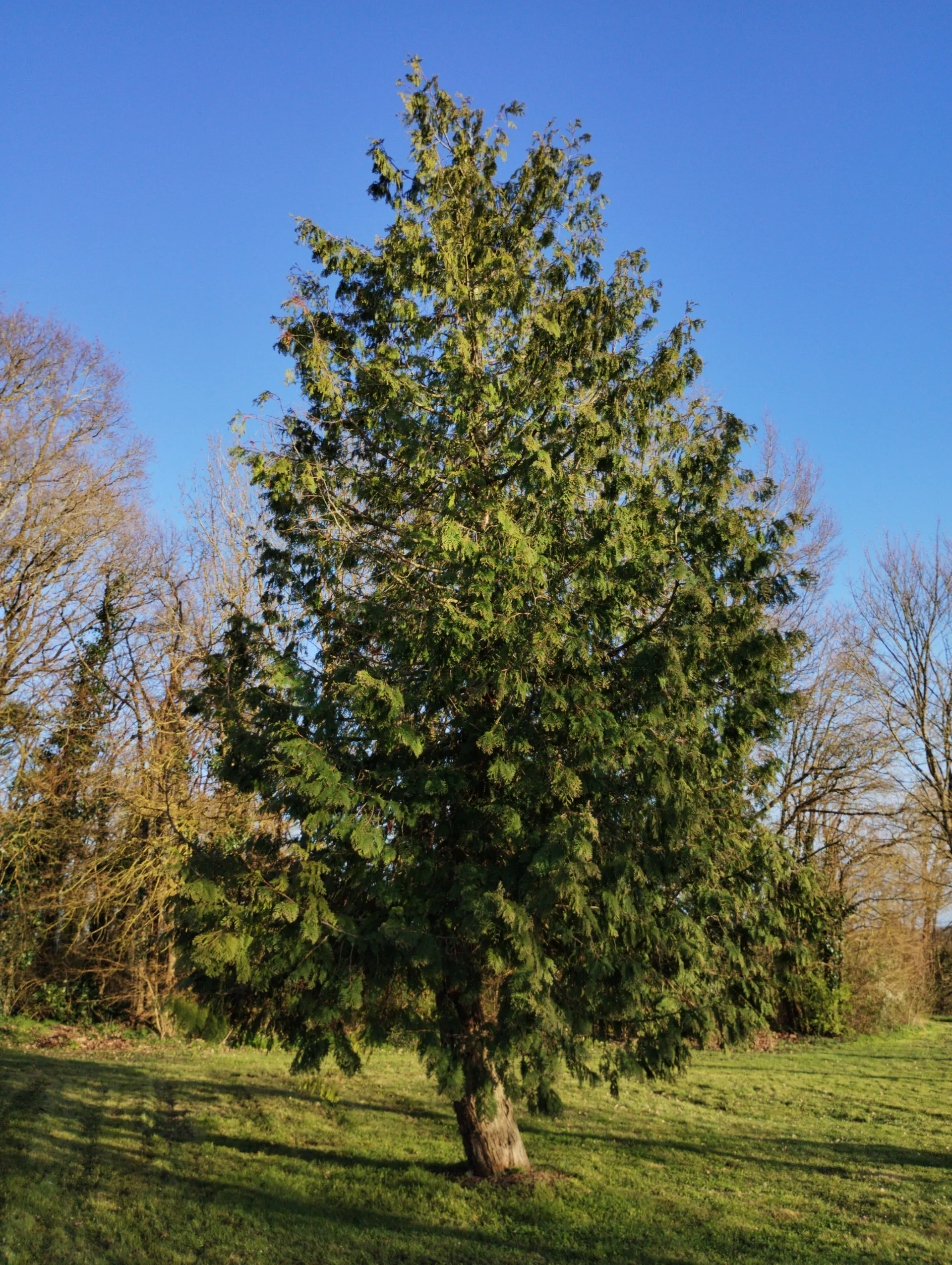 img/thuja-plicata-4.webp