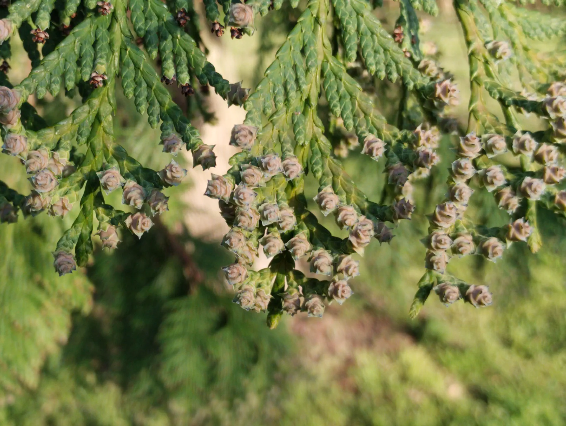 img/thuja-plicata.webp