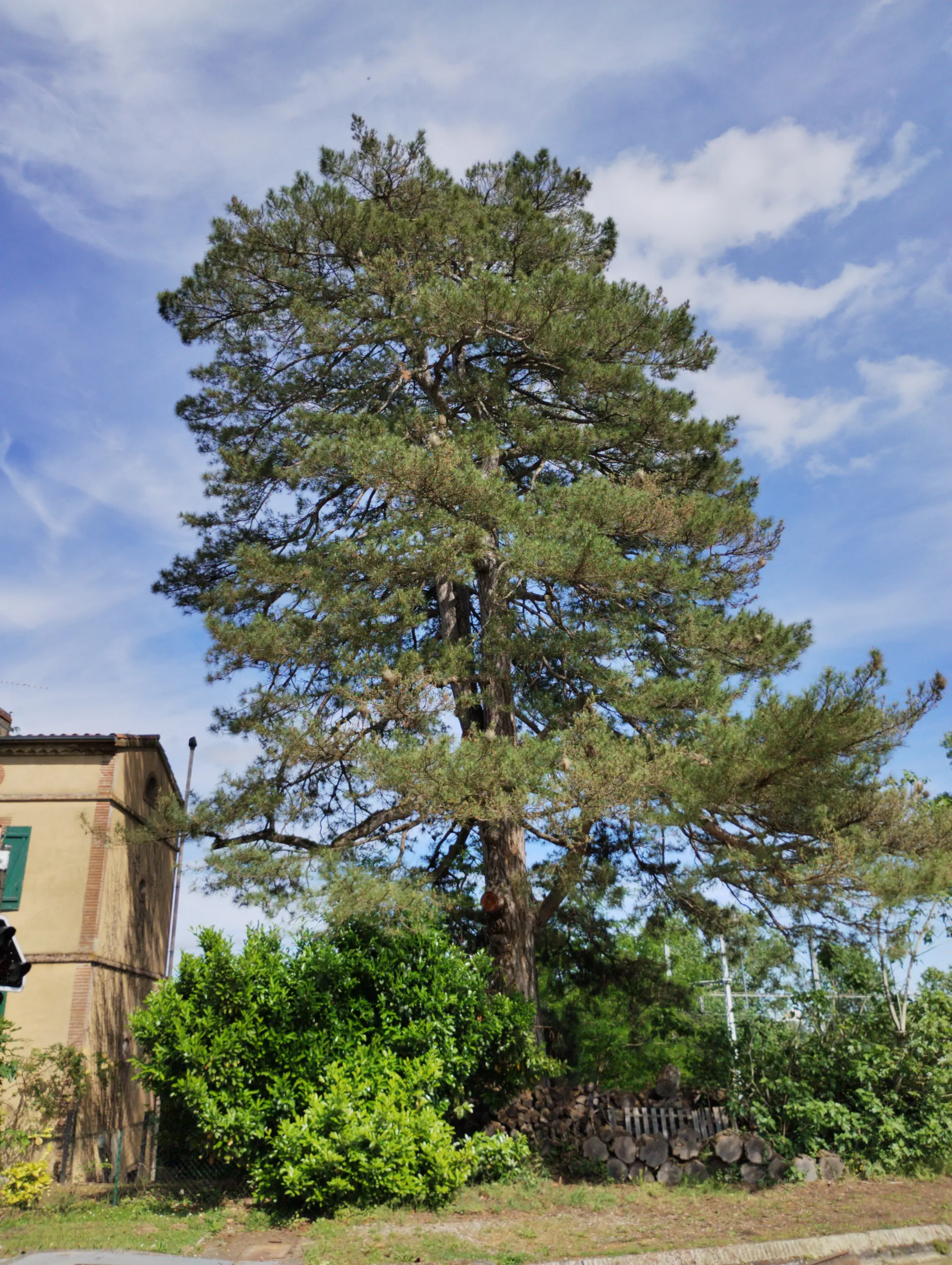 img/pinus-nigra-laricio.webp
