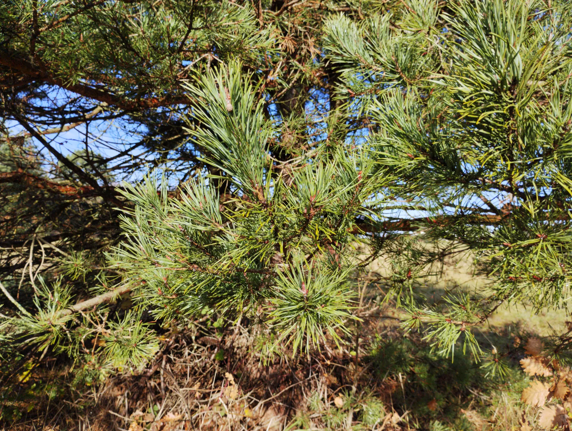 img/pinus-sylvestris-2.webp