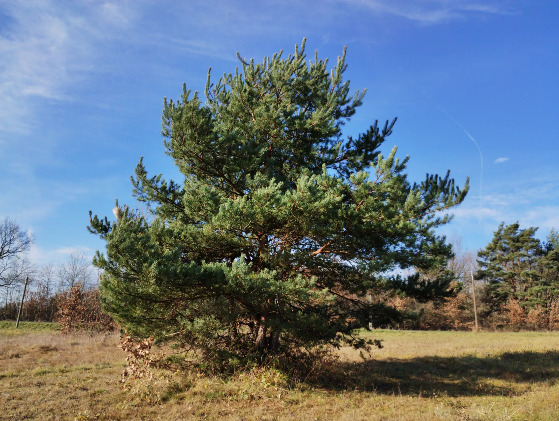img/pinus-sylvestris-3.webp