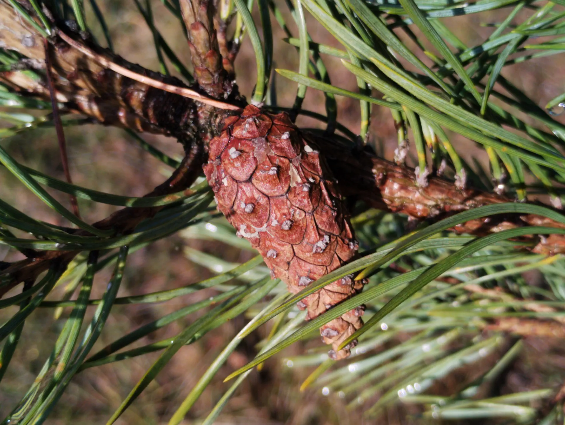 img/pinus-sylvestris-4.webp