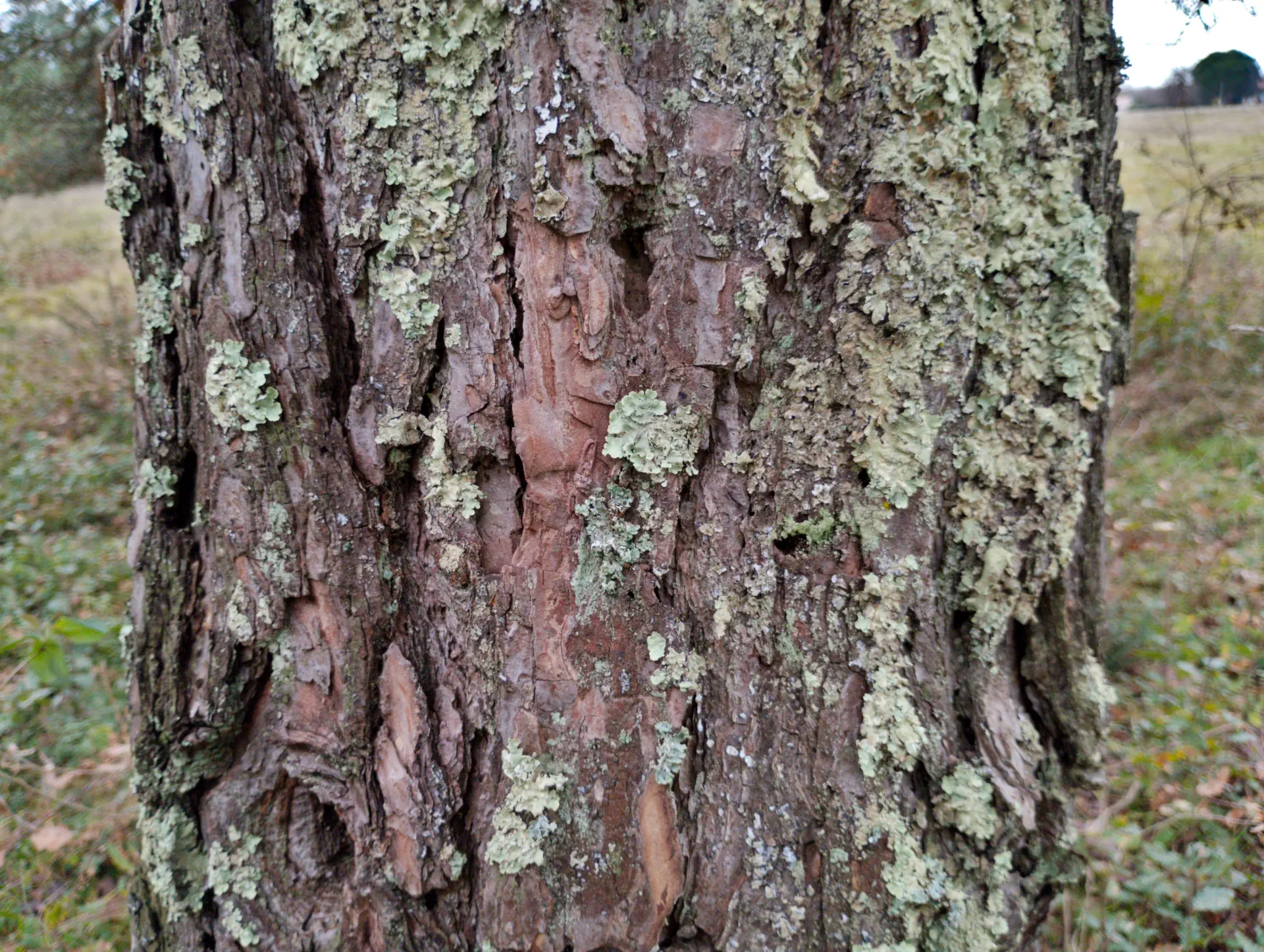 img/pinus-sylvestris-5.webp
