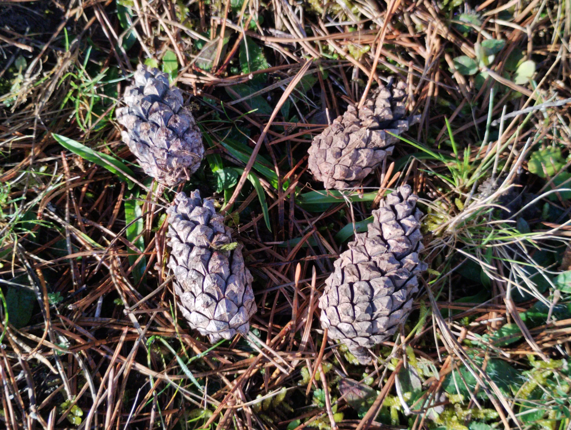img/pinus-sylvestris-6.webp